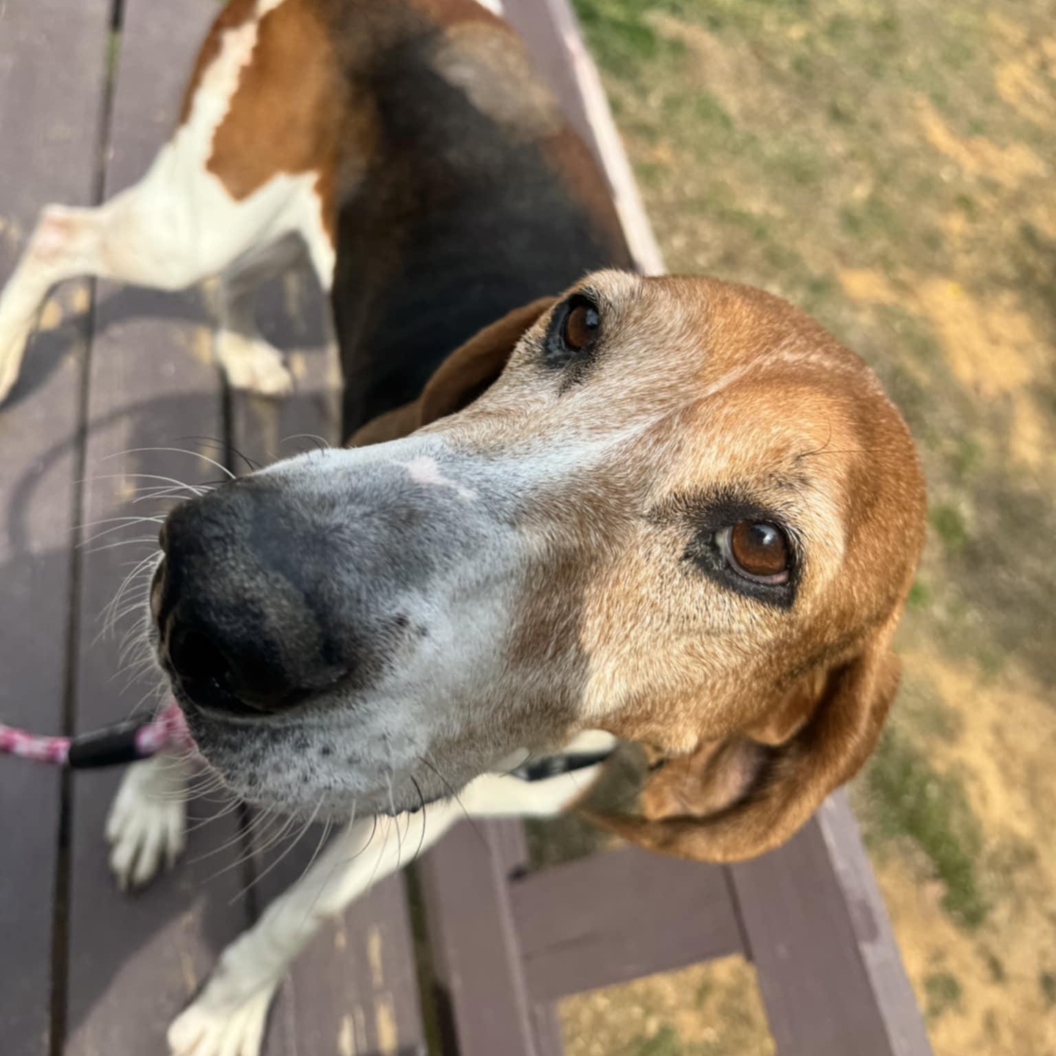 Athena, an adoptable Hound in Orange, VA image 2/5