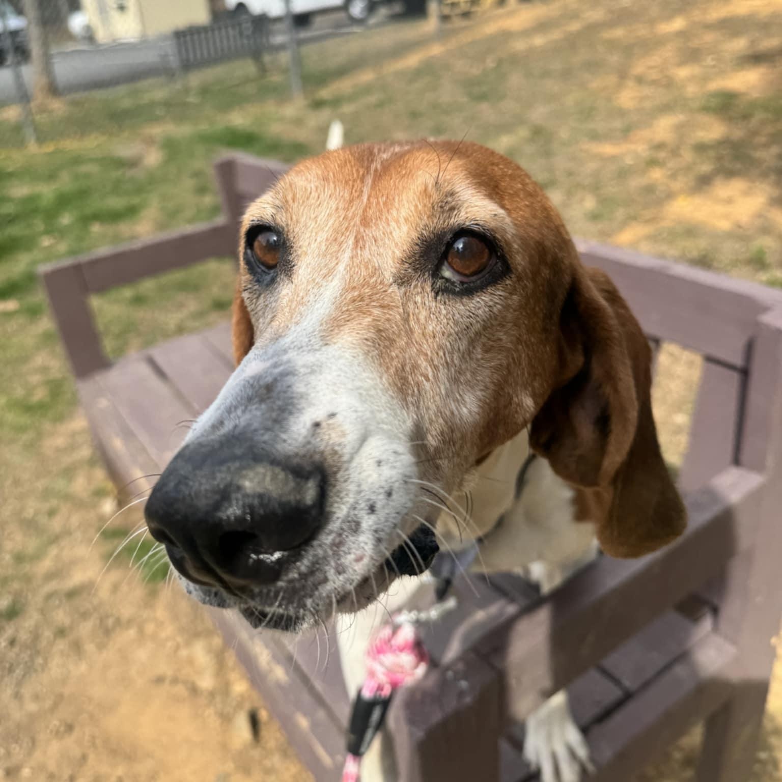 Athena, an adoptable Hound in Orange, VA image 1/5