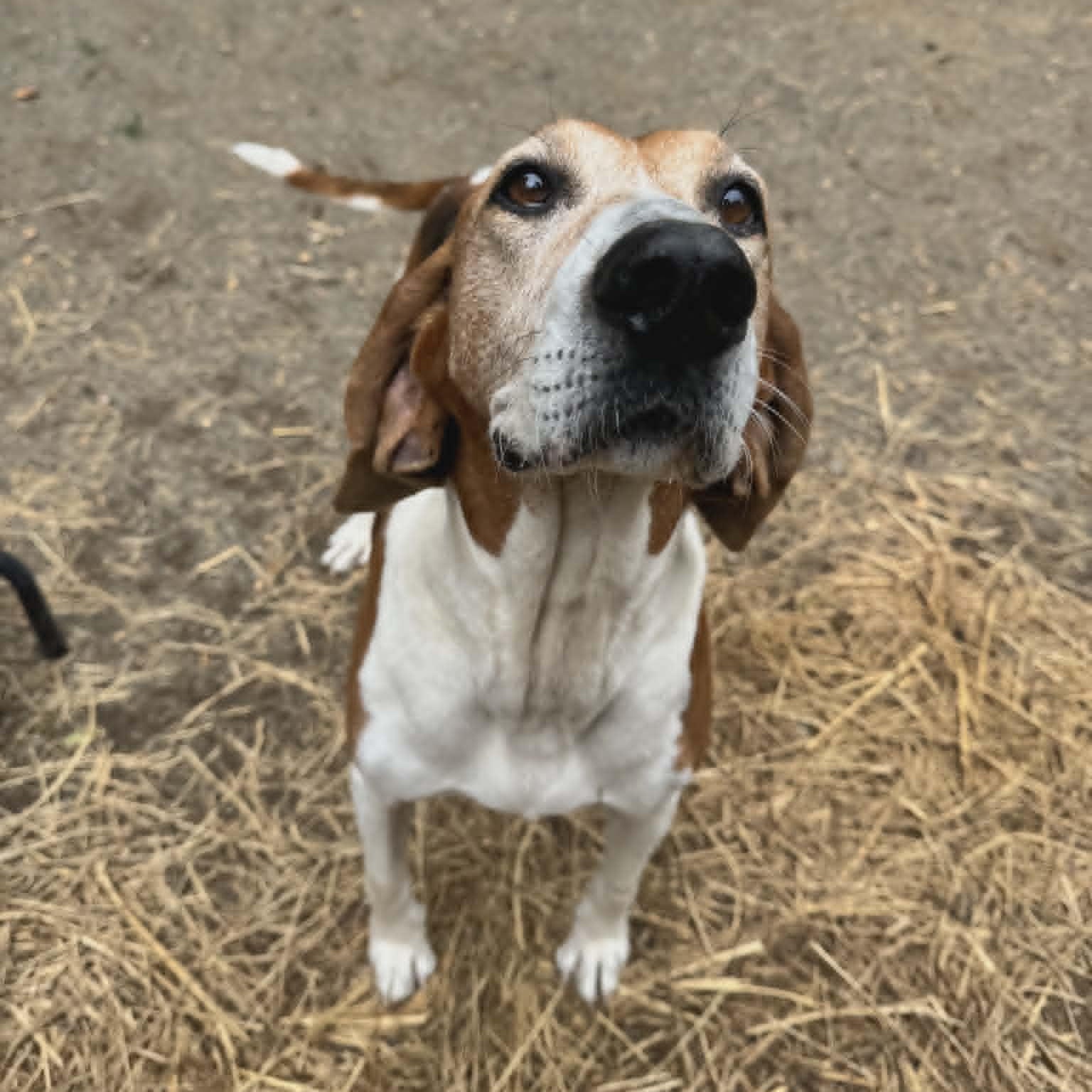 Athena, adoptable, Adult Female Hound.