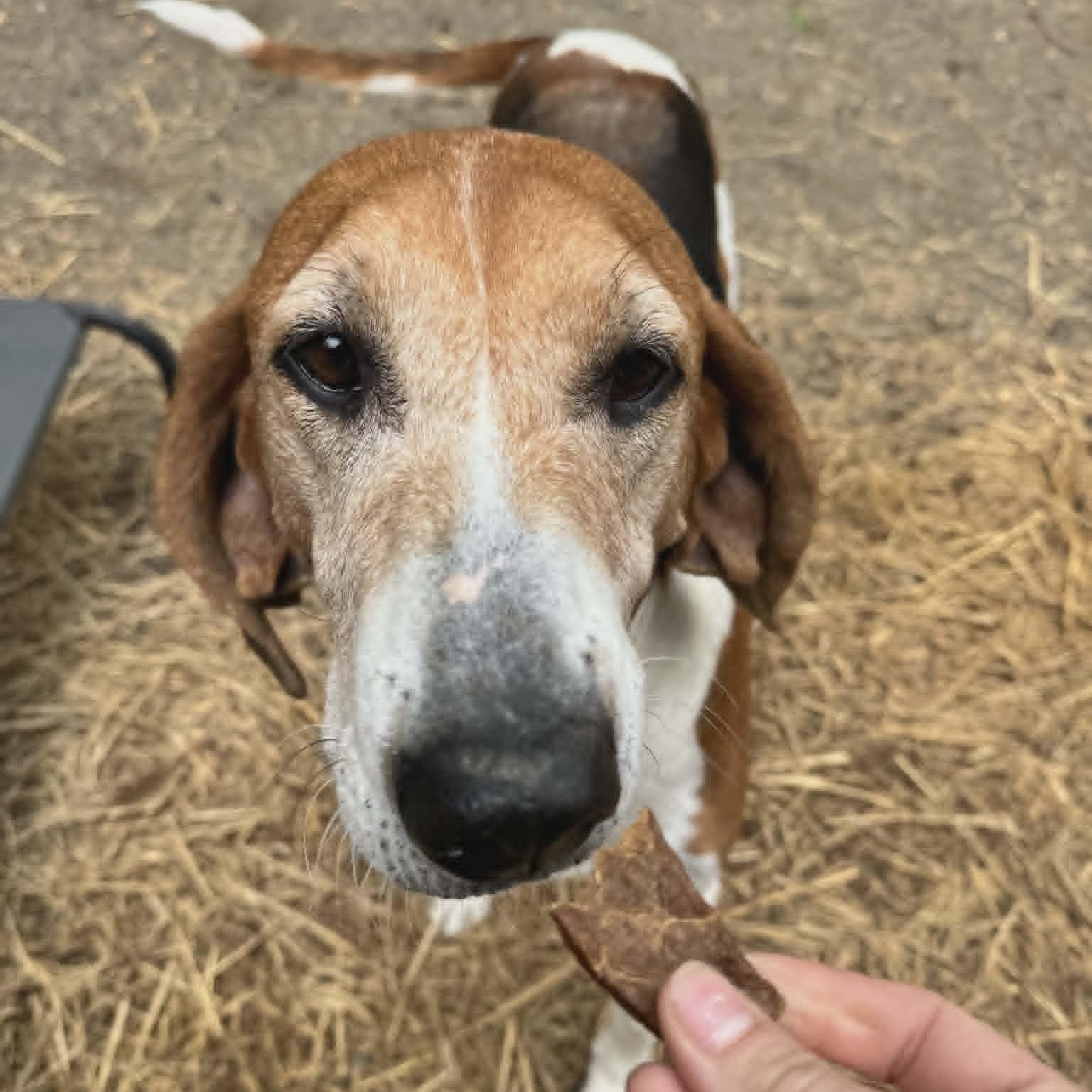 Enlarge Athena, an adoptable Hound in Orange, VA image 2/5