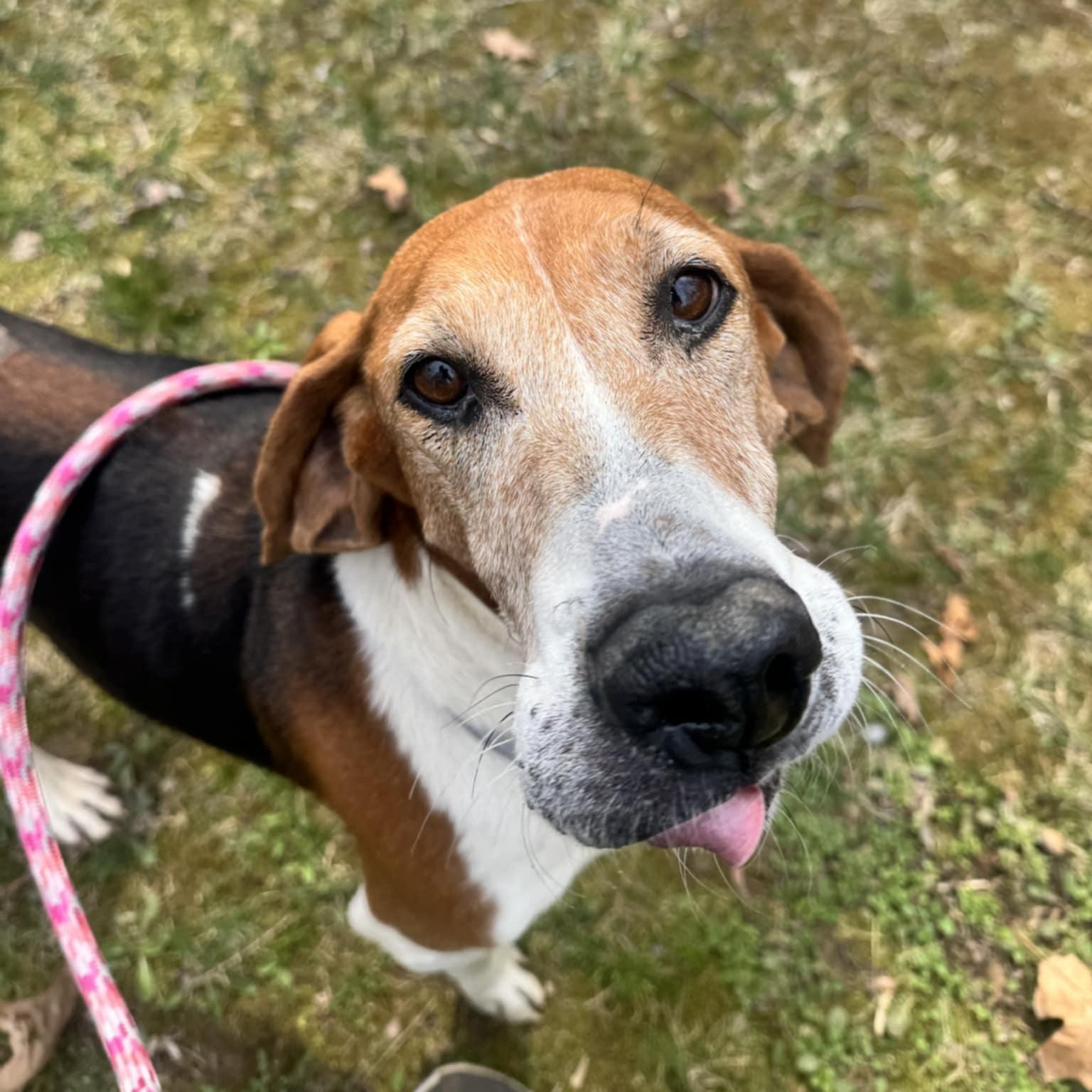 Athena, an adoptable Hound in Orange, VA image 3/5