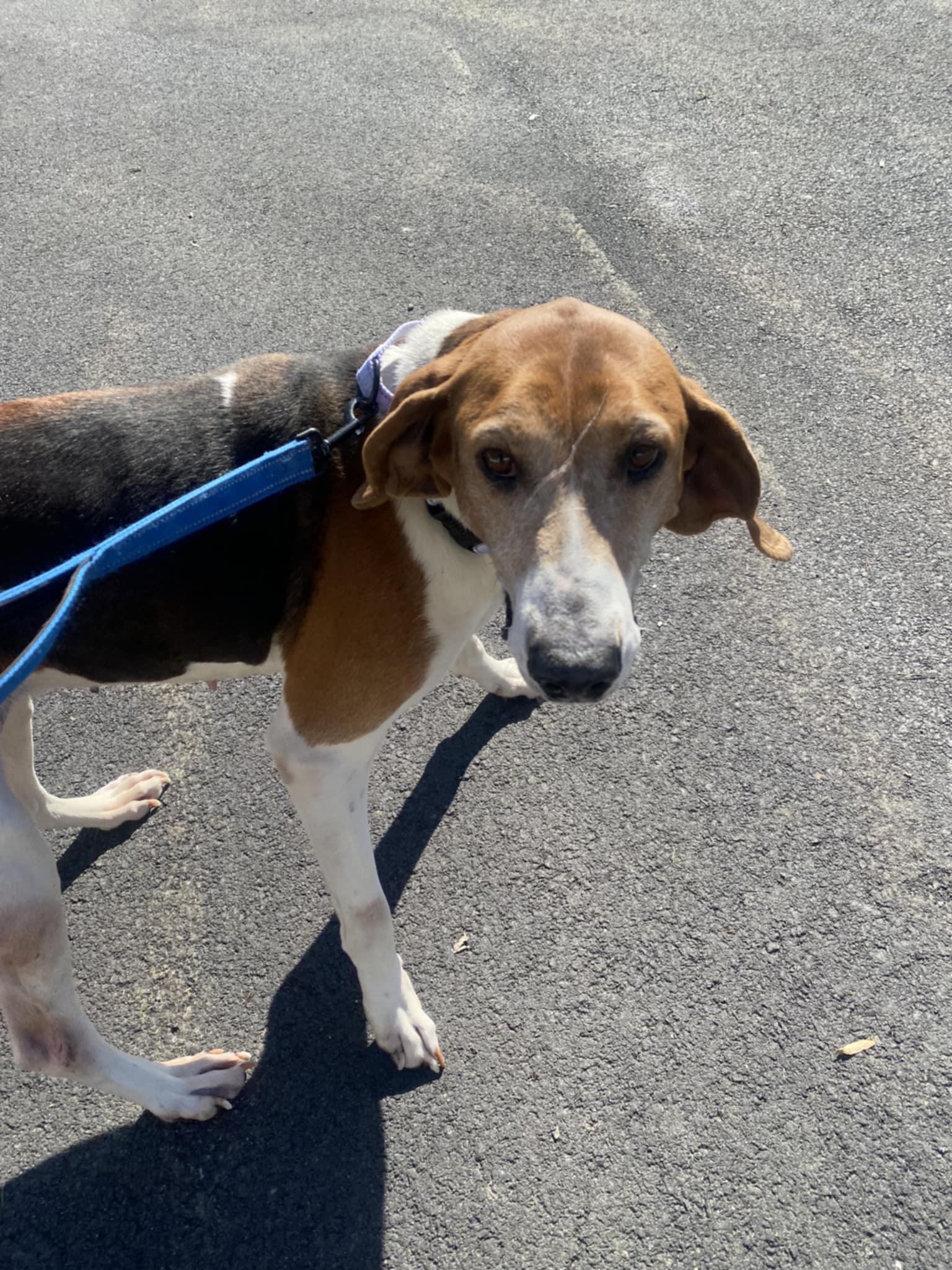 Athena, an adoptable Hound in Orange, VA image 5/5