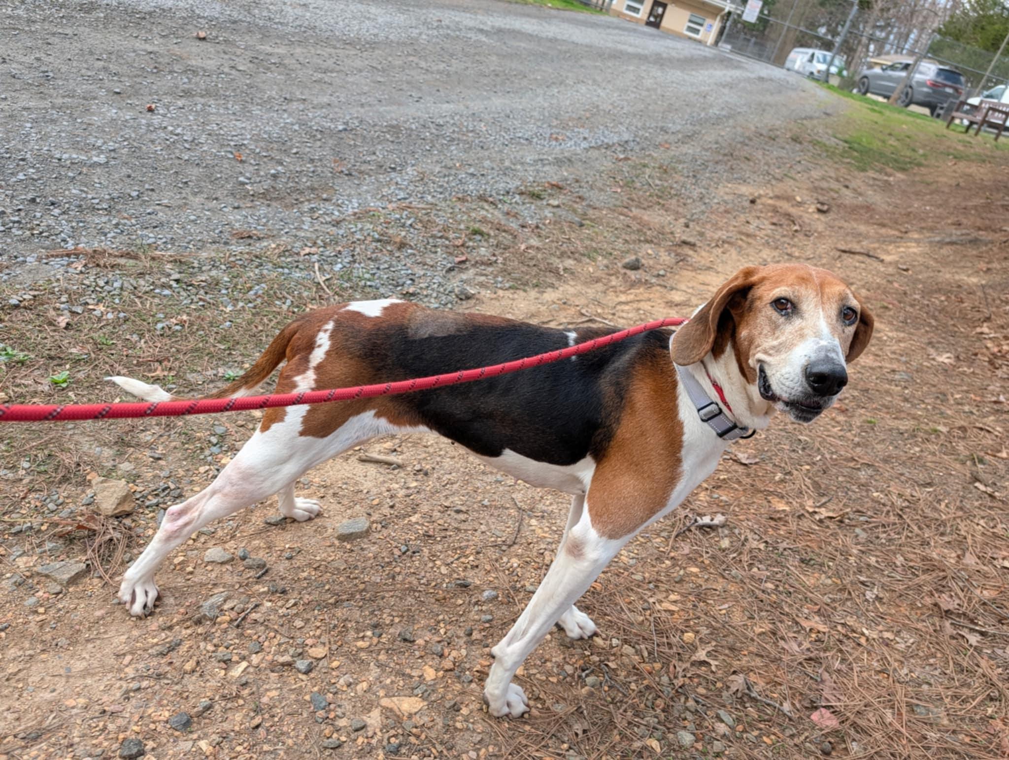 Athena, an adoptable Hound in Orange, VA image 4/5