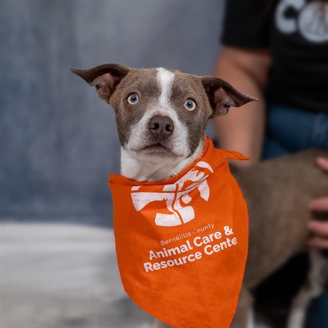 PABLO, Adoptable, Young Male Chihuahua & Mixed Breed.