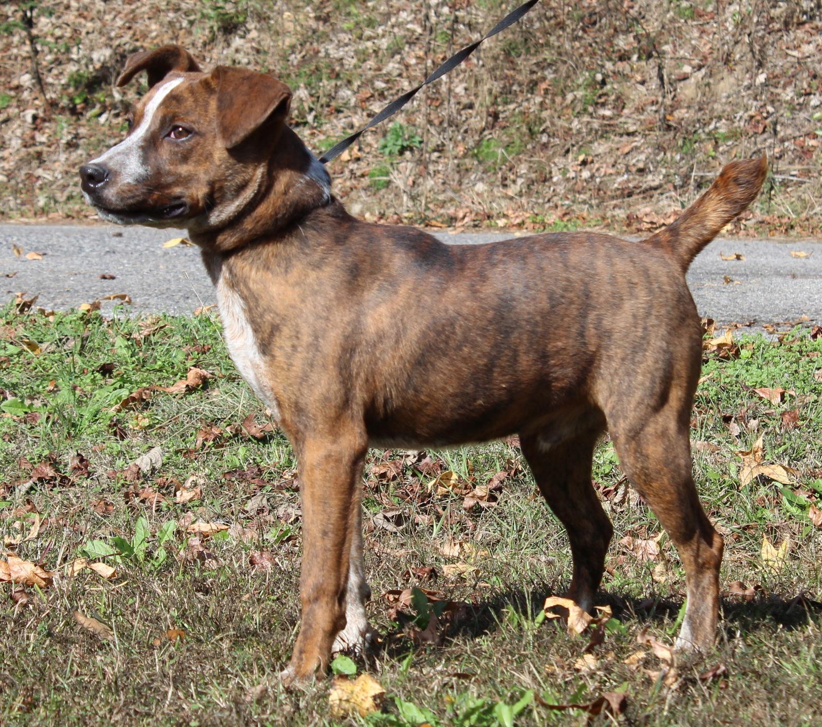 Enlarge Gizmo 42789, a Adoptable Australian Cattle Dog / Blue Heeler in Prattville, AL image 1/3