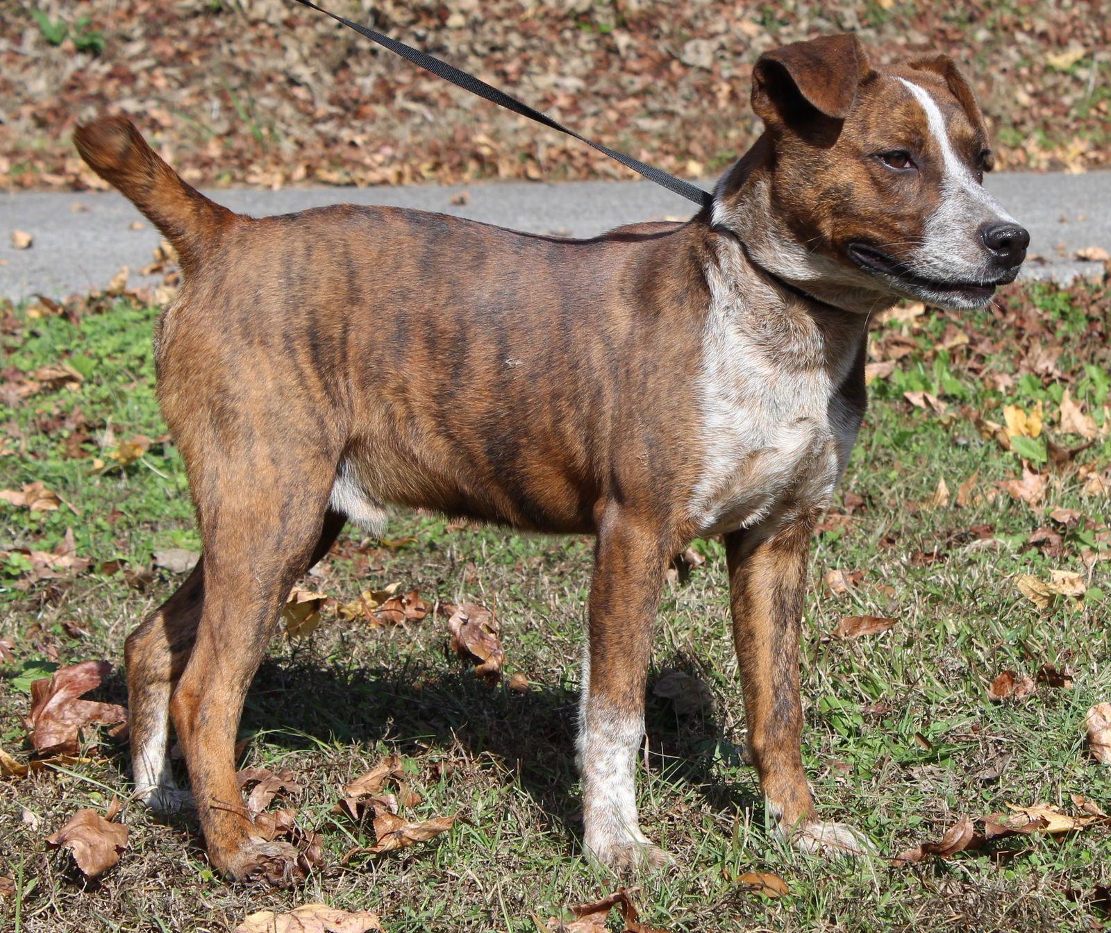 Enlarge Gizmo 42789, a Adoptable Australian Cattle Dog / Blue Heeler in Prattville, AL image 2/3
