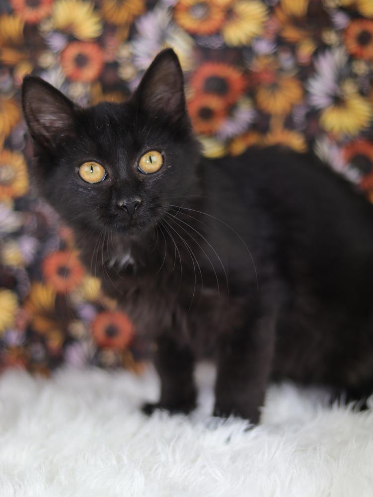 Enlarge Lilo, a Adoptable Domestic Medium Hair in Lewisburg, TN image 1/2