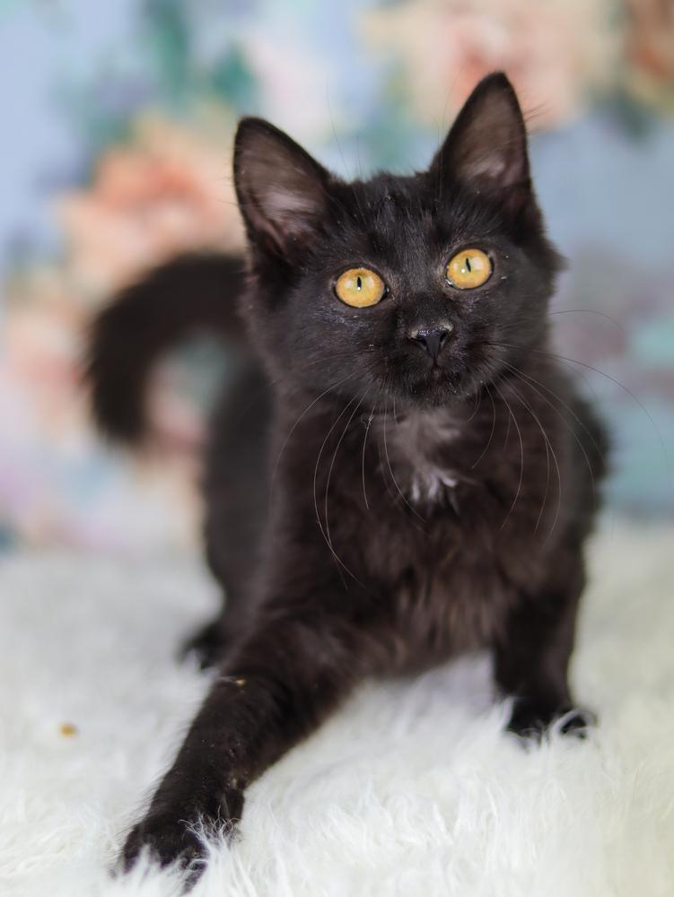 Enlarge Lilo, a Adoptable Domestic Medium Hair in Lewisburg, TN image 2/2