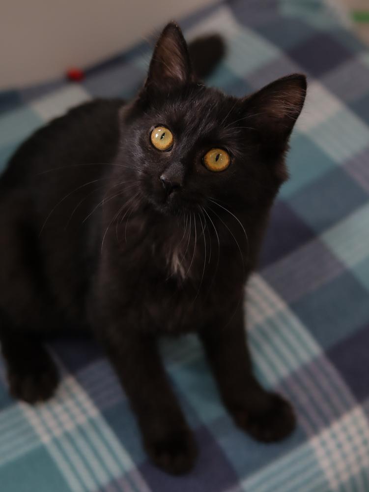 Enlarge Lilo, a Adoptable Domestic Medium Hair in Lewisburg, TN image 3/3