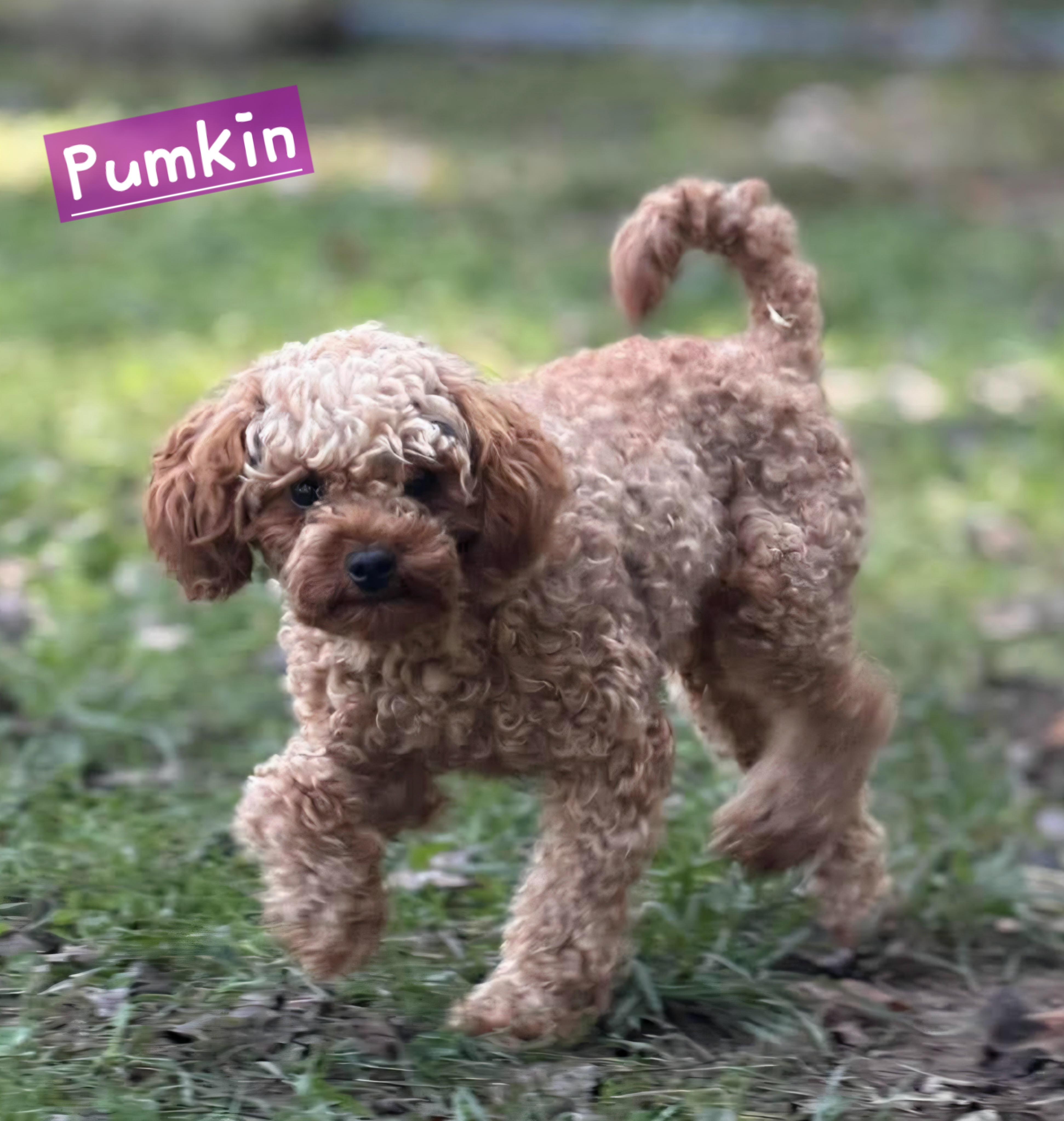 Pumkin, Adoptable, Young Female Cavapoo.
