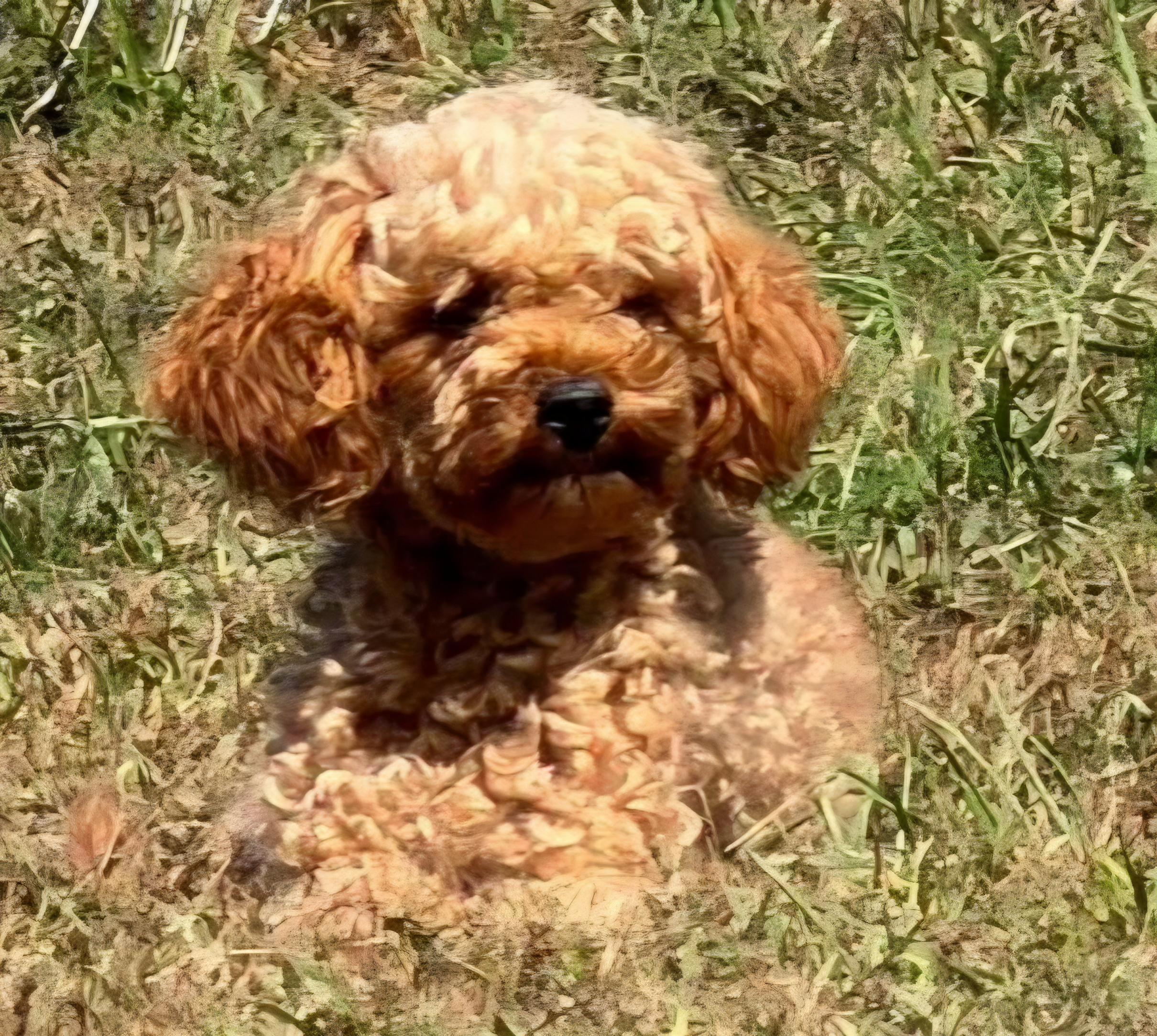 Enlarge Pumkin, a Adoptable Cavapoo in Wheelersburg, OH image 2/2