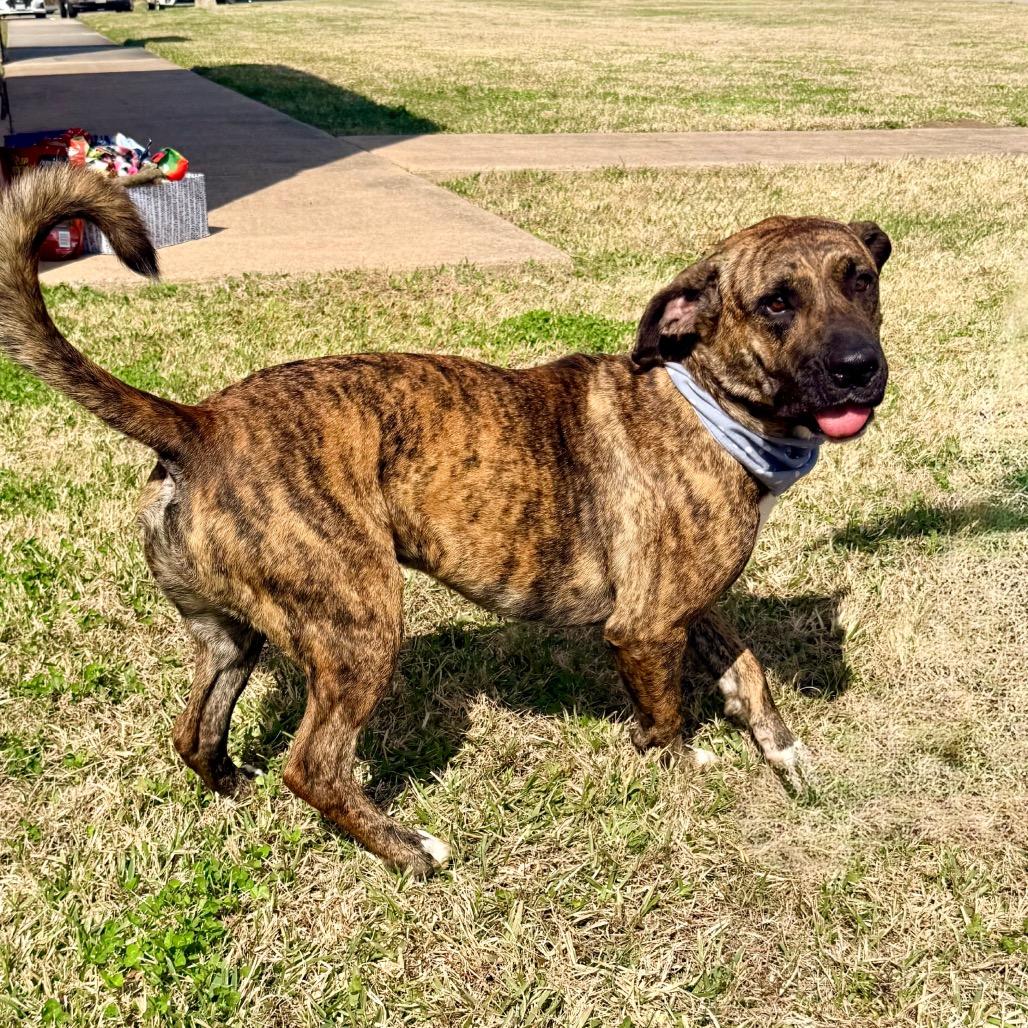 Jeep — thumbnail 6