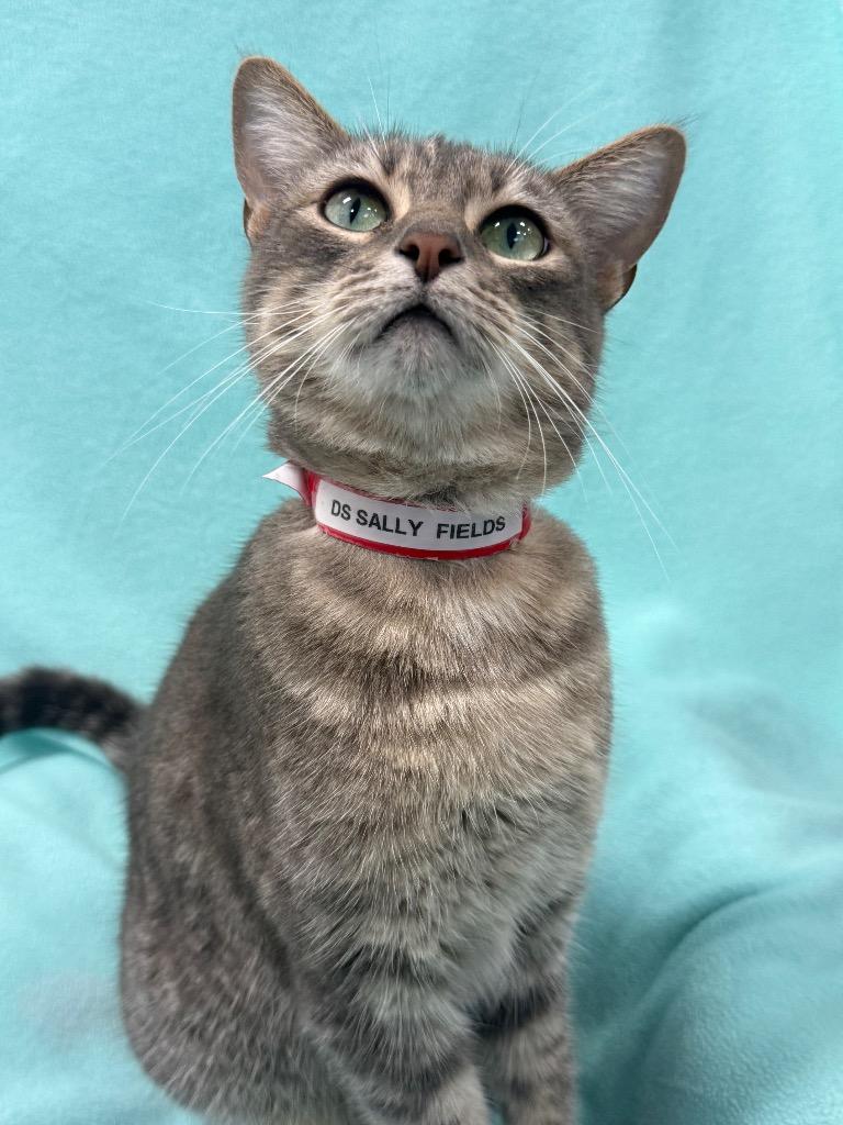 Enlarge Sally Fields, a Adopted mixed breed in Denham Springs, LA image 1/1