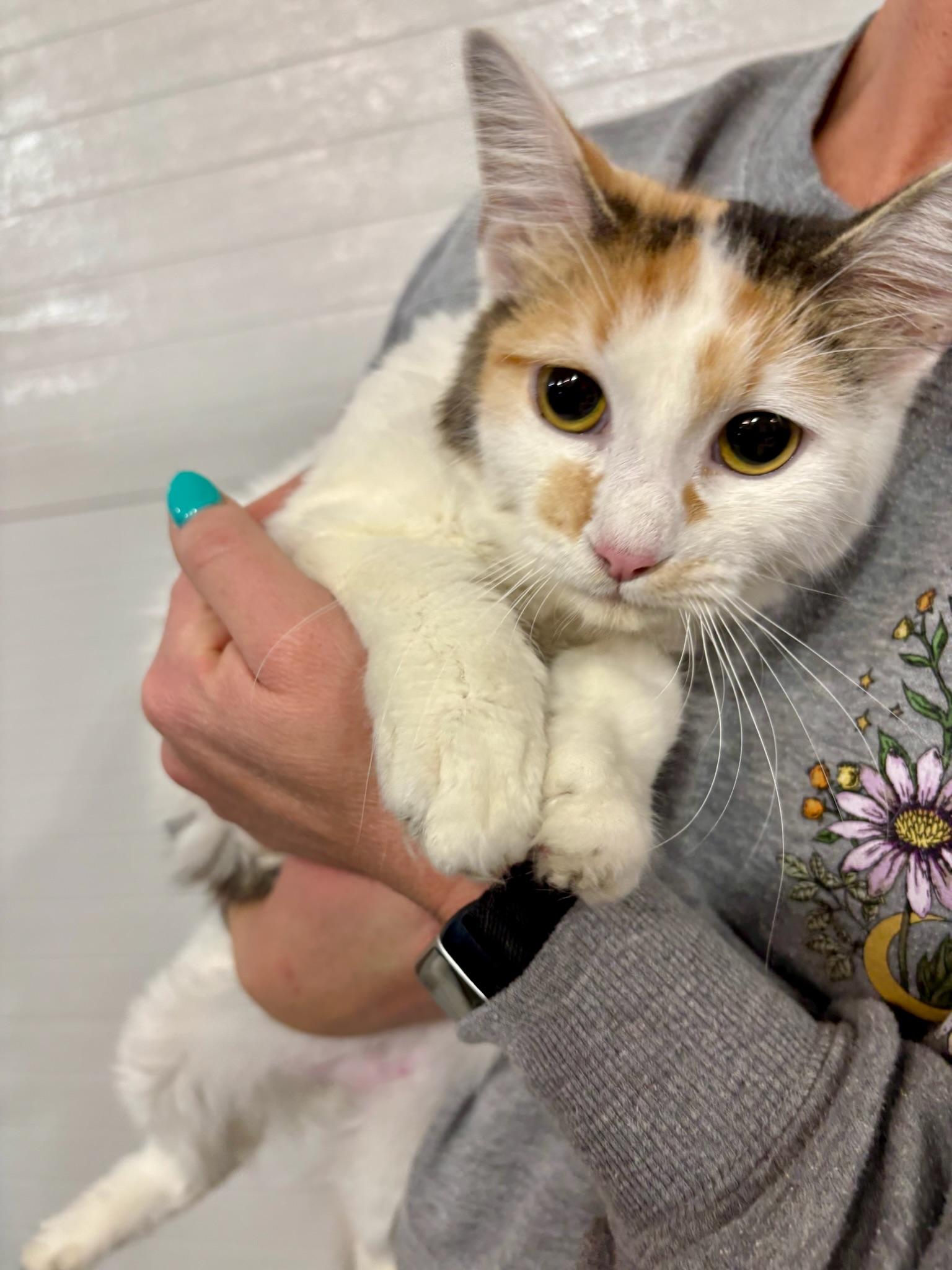 Enlarge Freckle, a ADOPTABLE Domestic Medium Hair in Hartville, OH image 1/2