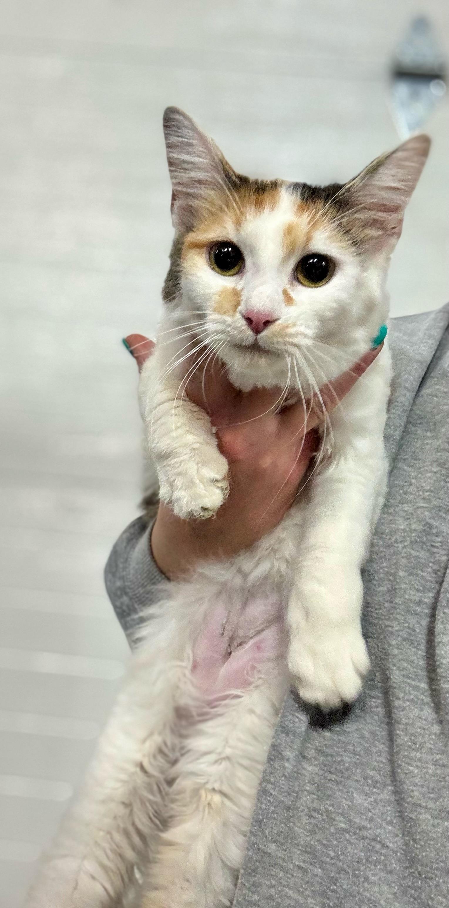 Enlarge Freckle, a ADOPTABLE Domestic Medium Hair in Hartville, OH image 2/2