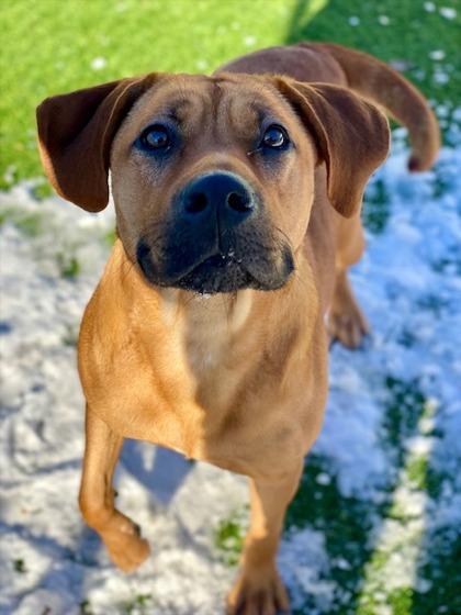 Enlarge Roxie Rosie, a Adoptable mixed breed in Munster, IN image 1/3