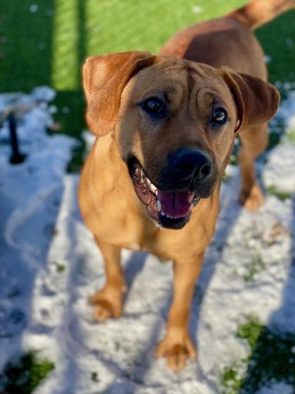 Enlarge Roxie Rosie, a Adoptable mixed breed in Munster, IN image 2/3