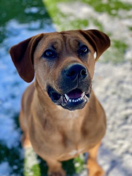 Enlarge Roxie Rosie, a Adoptable mixed breed in Munster, IN image 3/3