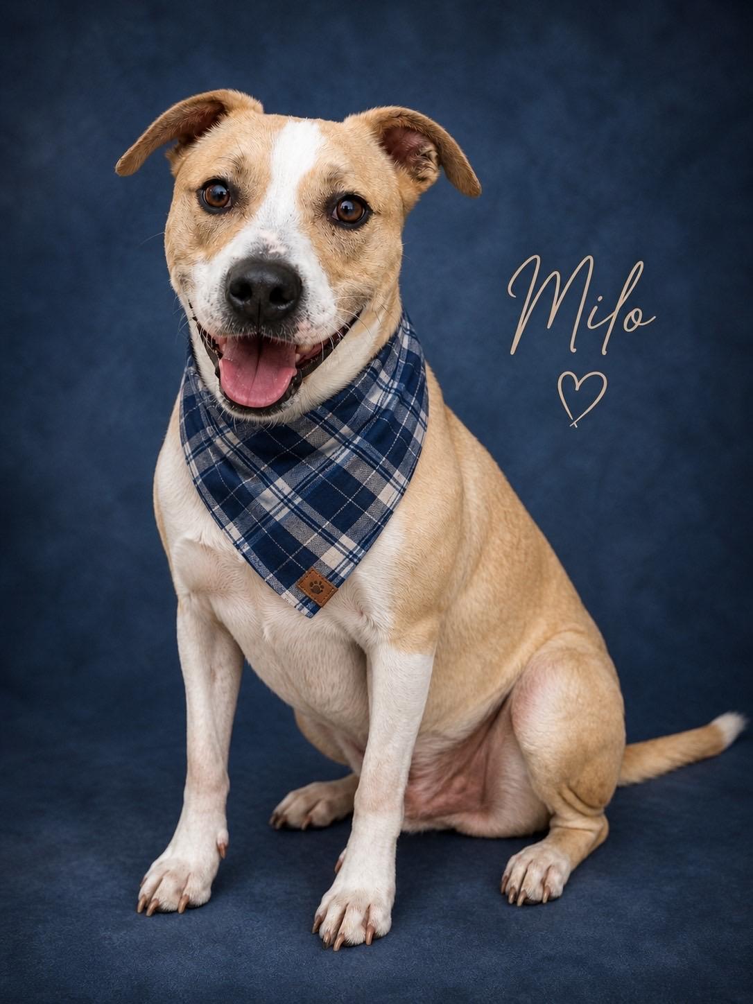 Milo, ADOPTABLE, Adult Male American Staffordshire Terrier.