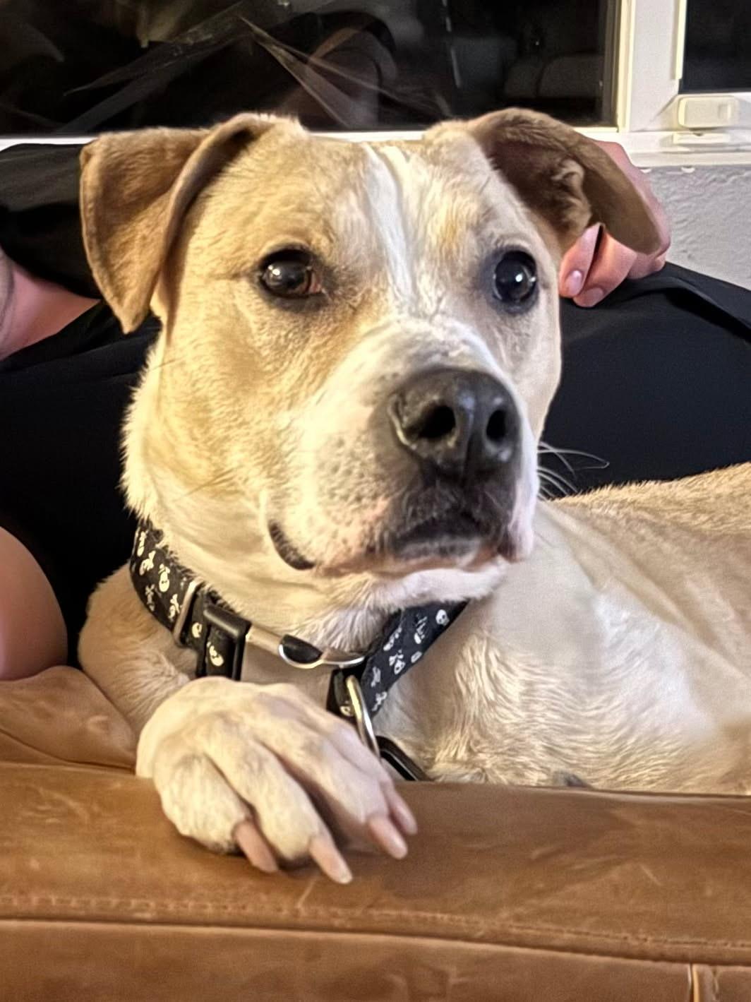 Enlarge Milo, a ADOPTABLE mixed breed in Murrieta, CA image 3/5