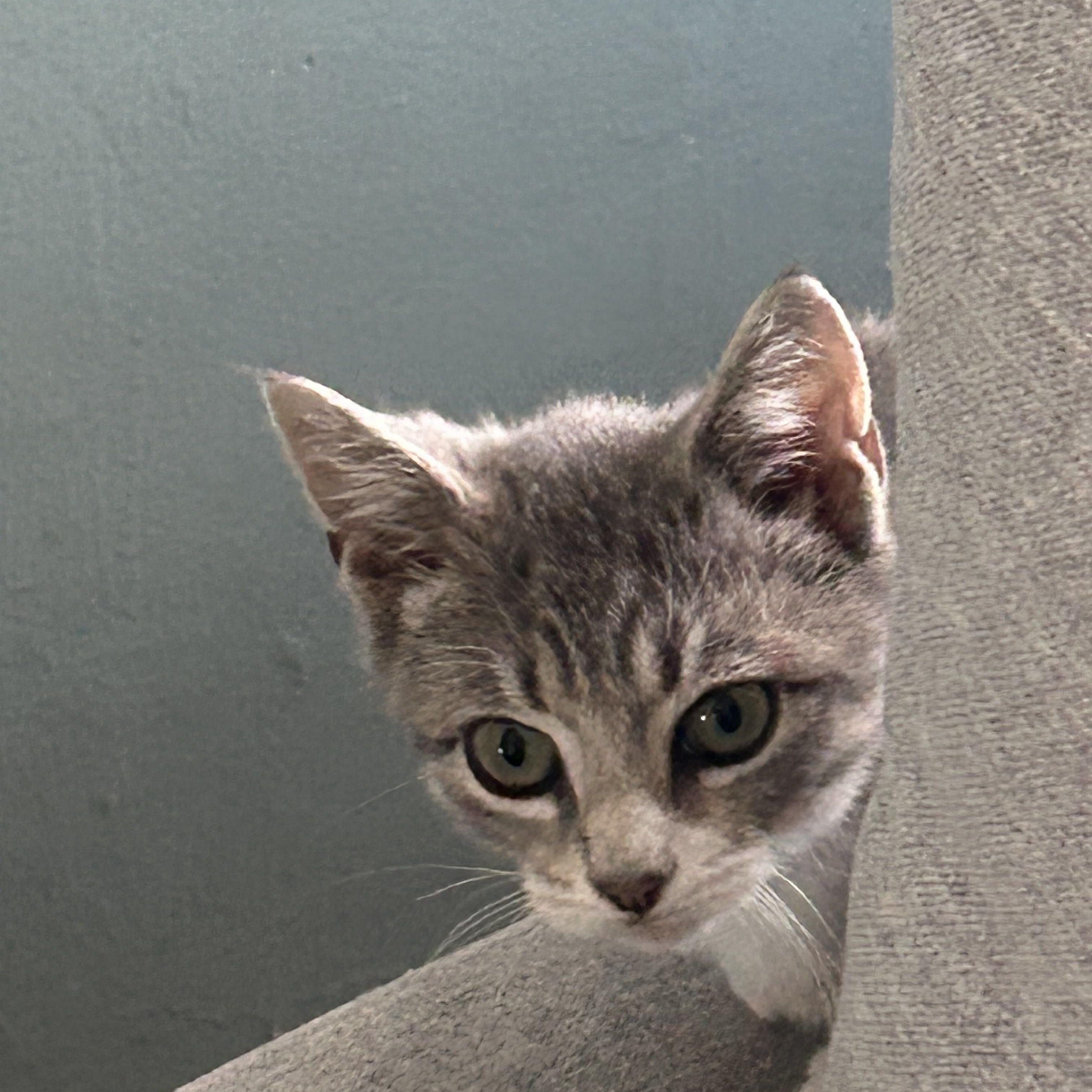 Cloud, a Adoptable Domestic Short Hair in Brooklyn, NY image 2/4