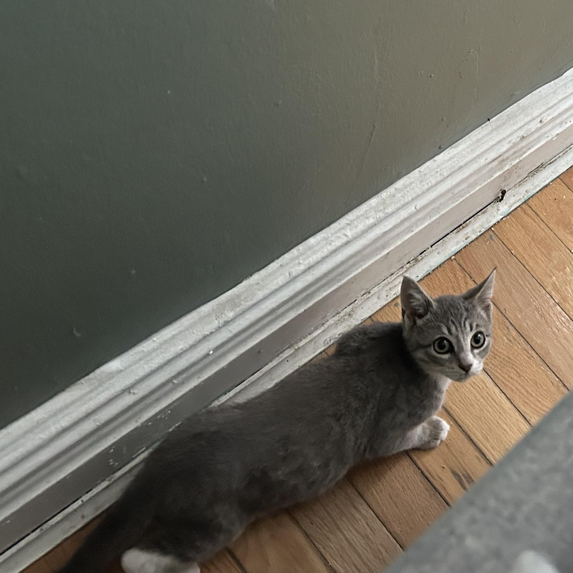 Cloud, a Adoptable Domestic Short Hair in Brooklyn, NY image 3/4