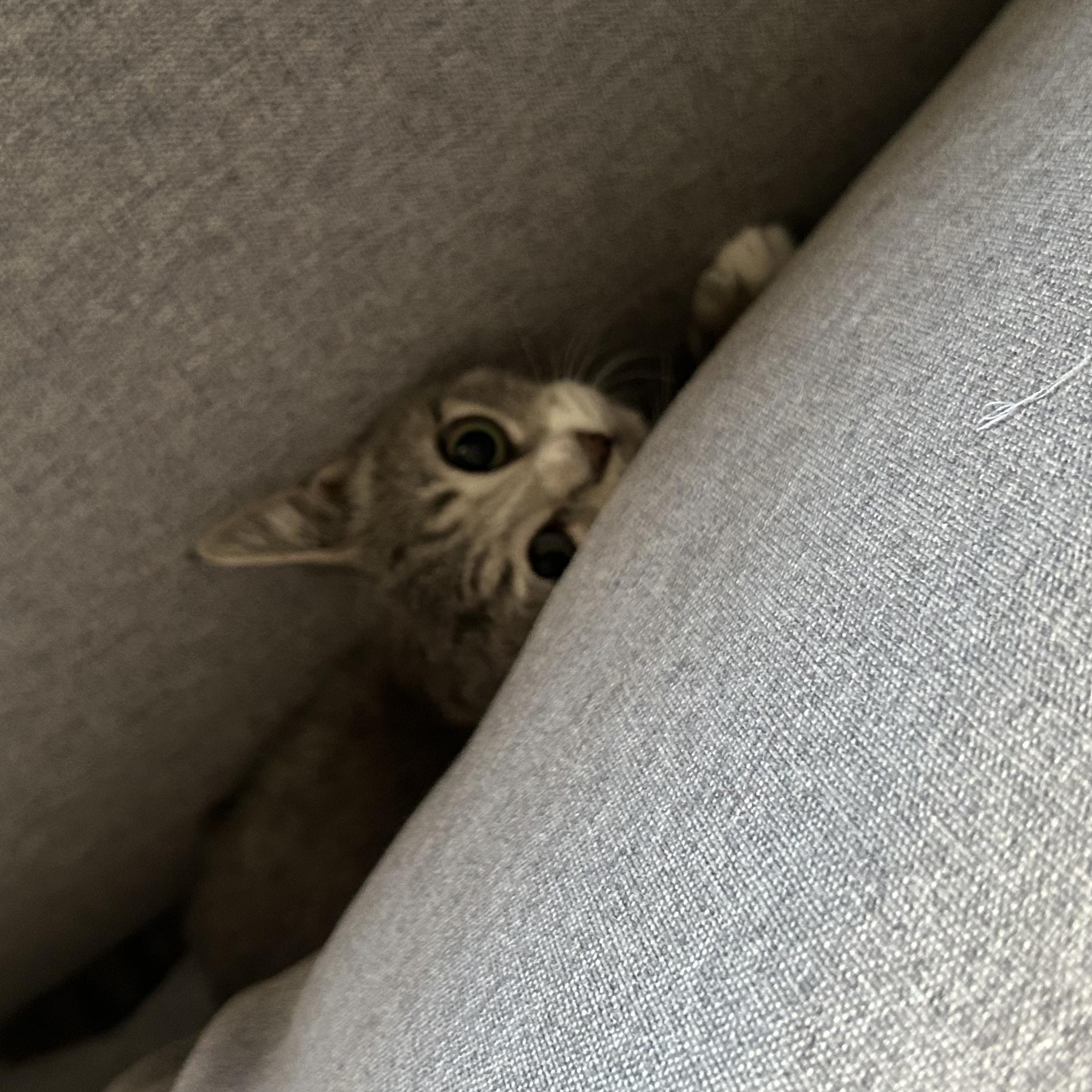 Cloud, a Adoptable Domestic Short Hair in Brooklyn, NY image 4/4