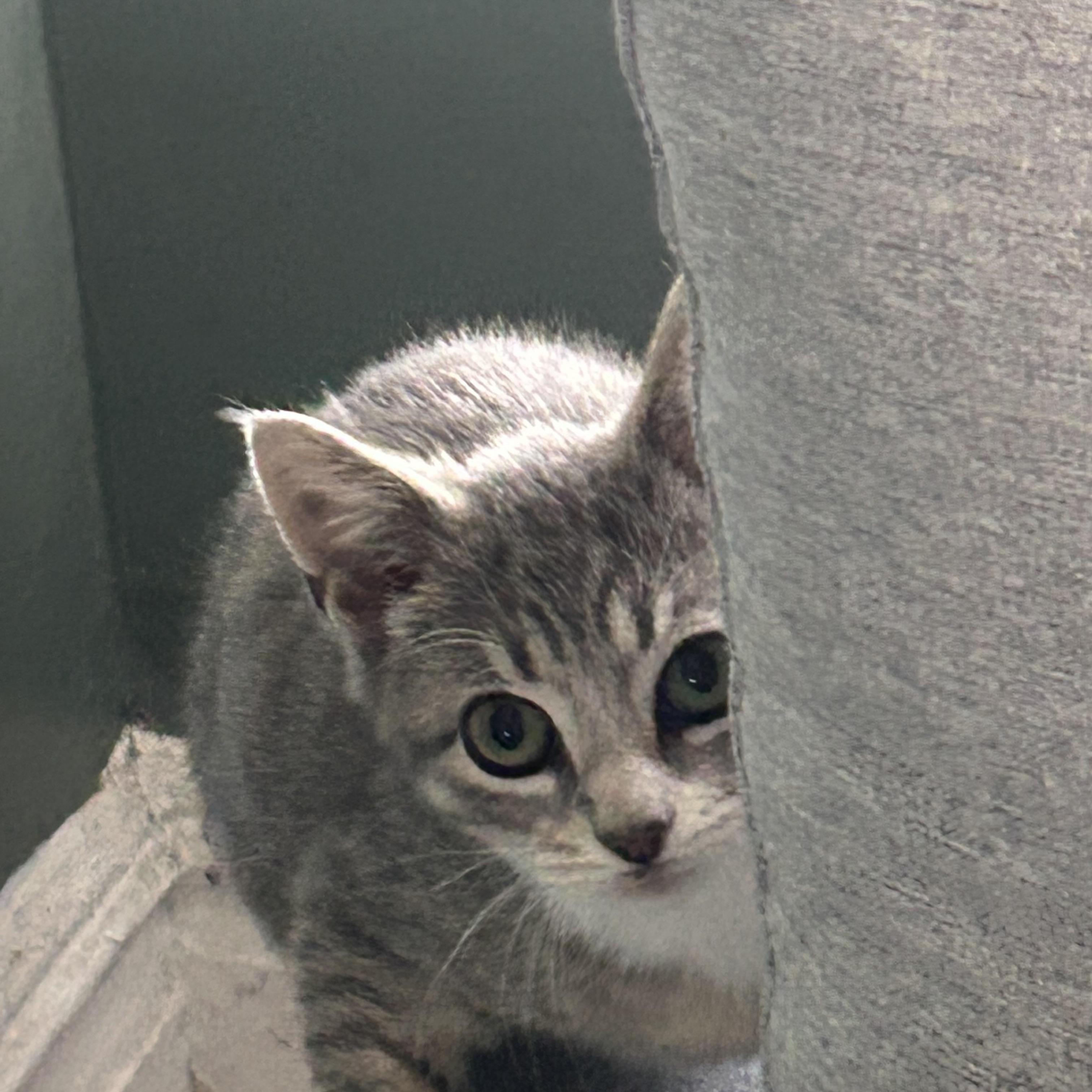 Cloud, a Adoptable Domestic Short Hair in Brooklyn, NY image 1/4