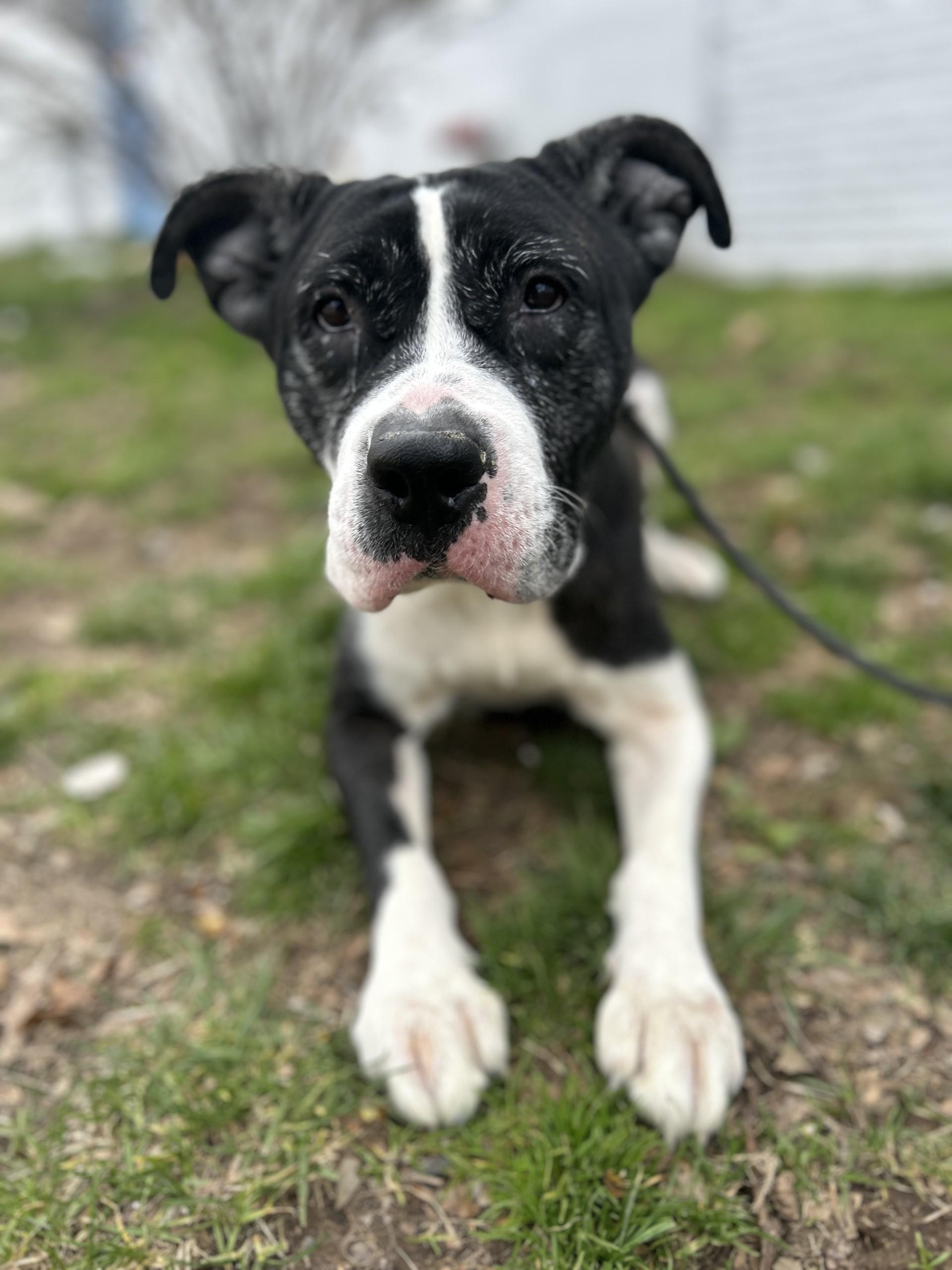 Baby, Adult Female Pit Bull Terrier