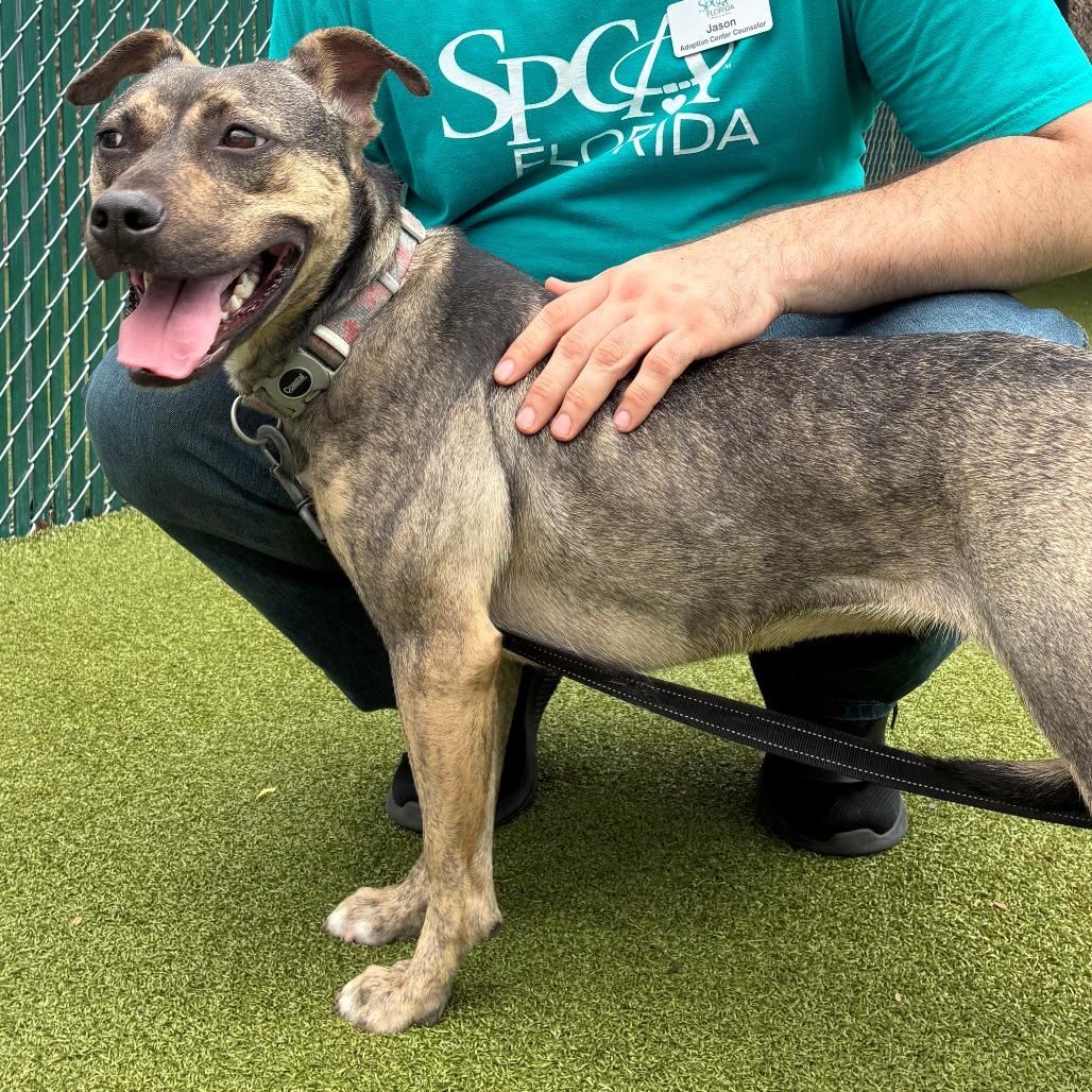 Vitani, Adoptable, Adult Female Mixed Breed.