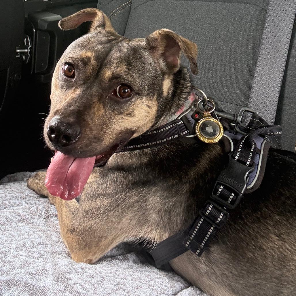 Enlarge Vitani, a Adoptable Mixed Breed in Lakeland, FL image 2/6