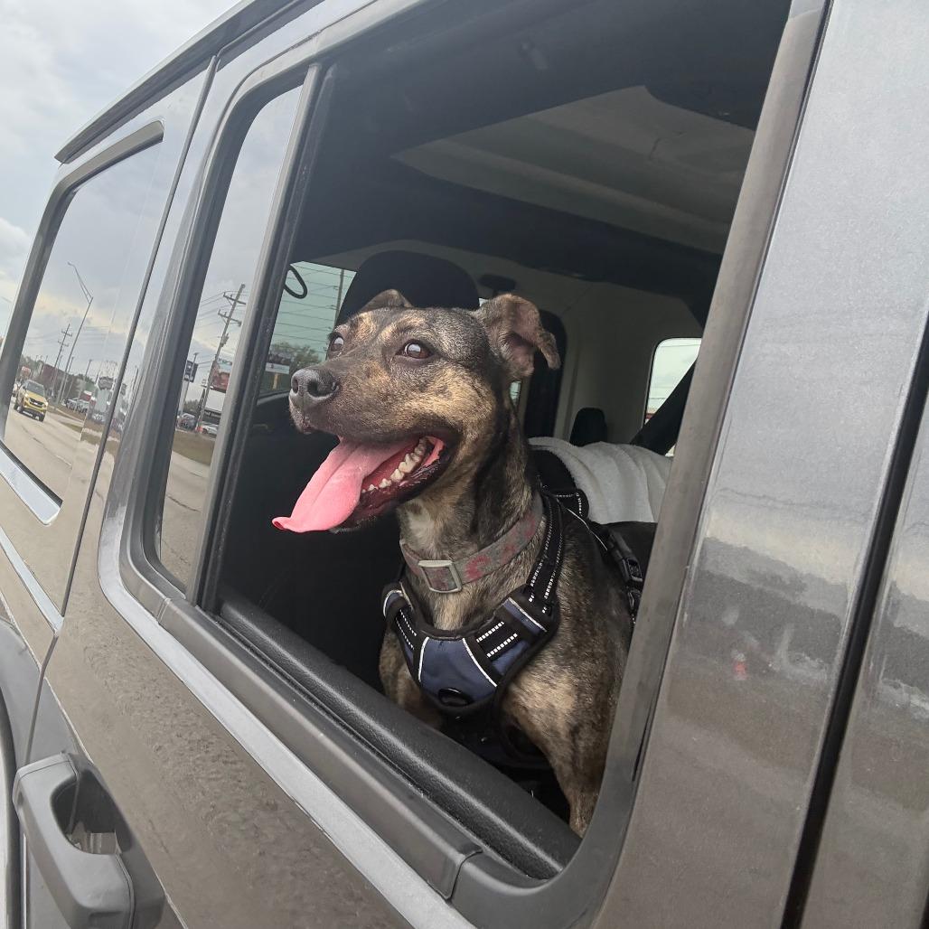 Enlarge Vitani, a Adoptable Mixed Breed in Lakeland, FL image 2/6