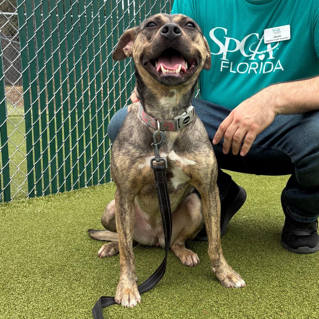 Enlarge Vitani, a Adoptable Mixed Breed in Lakeland, FL image 3/6