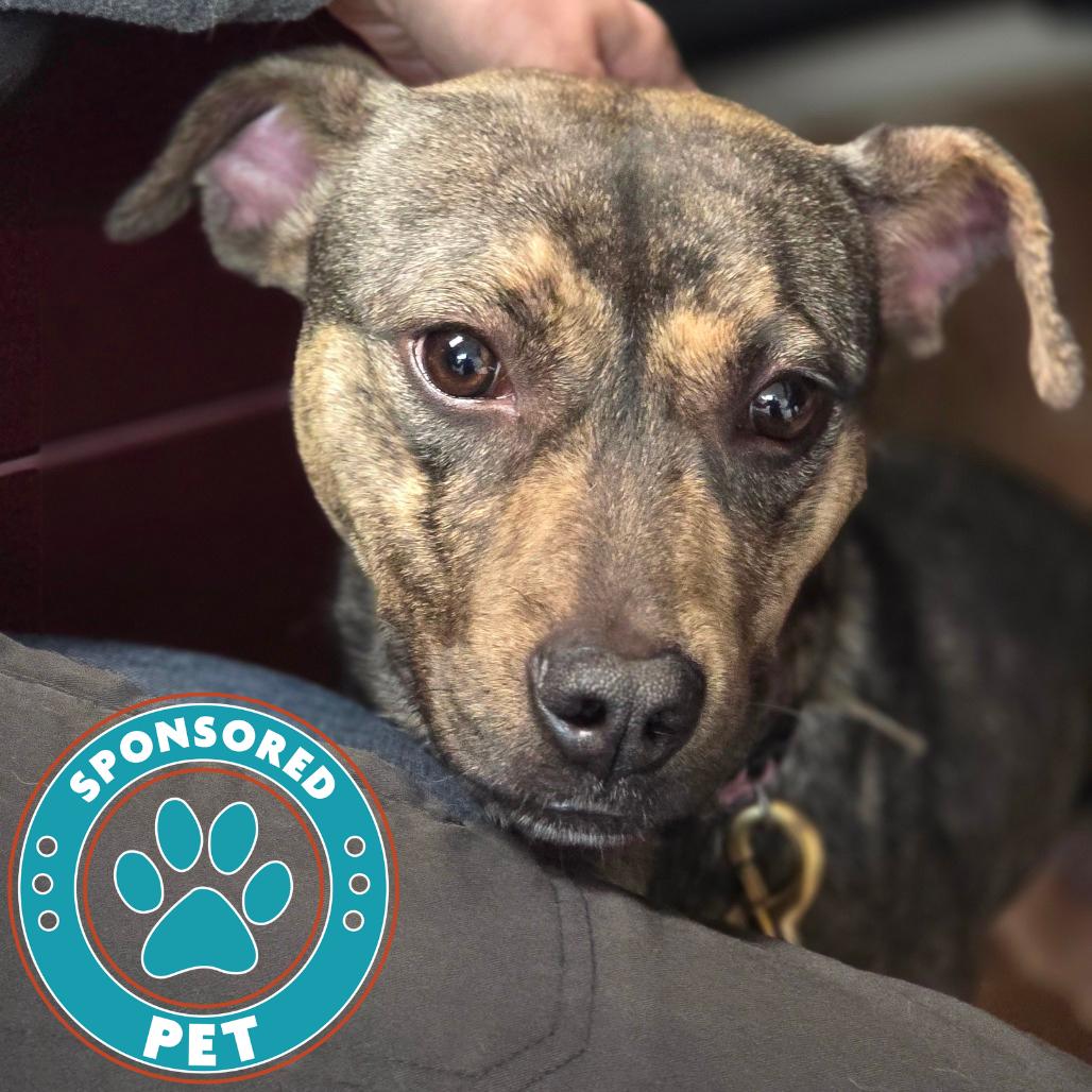 Enlarge Vitani, a Adoptable Mixed Breed in Lakeland, FL image 1/2