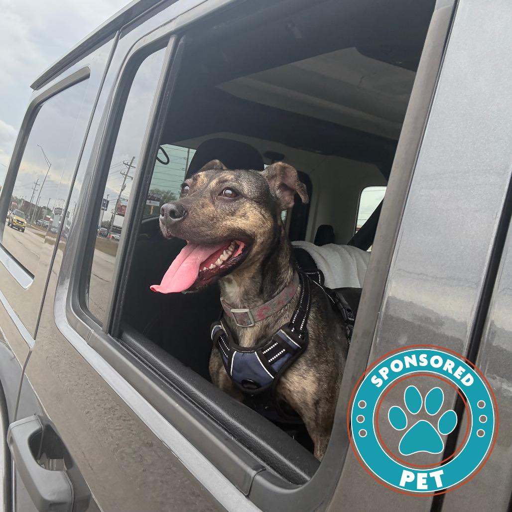 Enlarge Vitani, a Adoptable Mixed Breed in Lakeland, FL image 4/6
