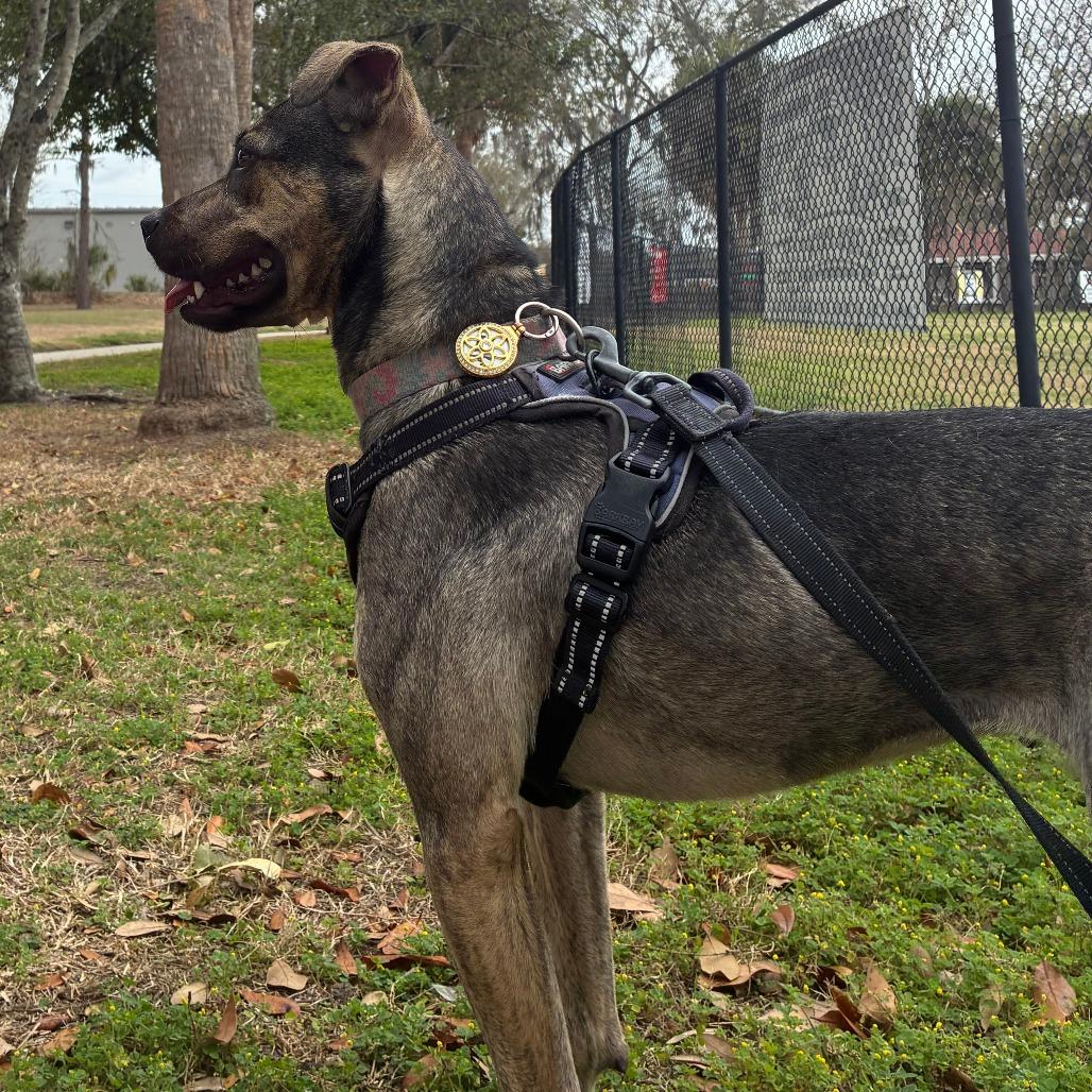 Enlarge Vitani, a Adoptable Mixed Breed in Lakeland, FL image 6/6