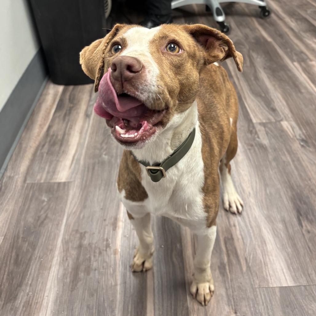 Enlarge Cannoli, a Adoptable mixed breed in Greenville, SC image 1/6