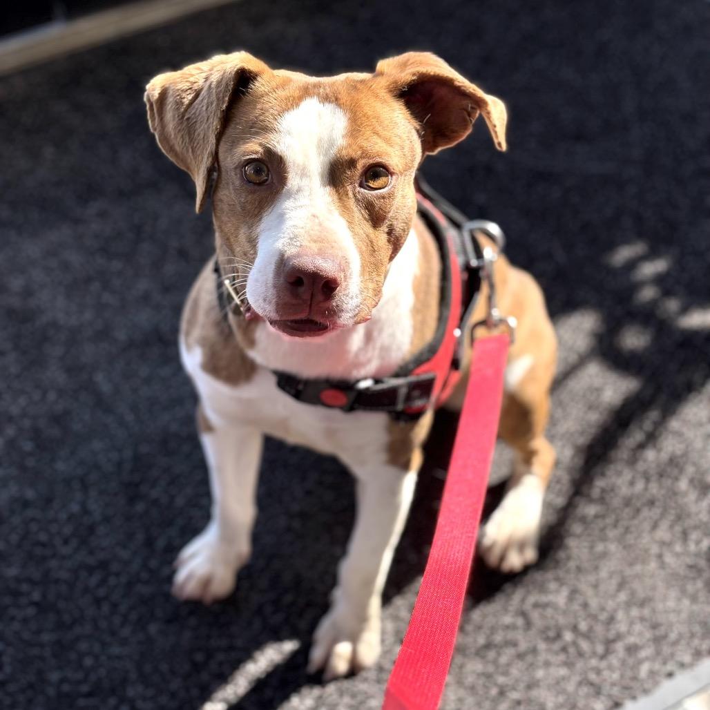Enlarge Cannoli, a Adoptable mixed breed in Greenville, SC image 2/6