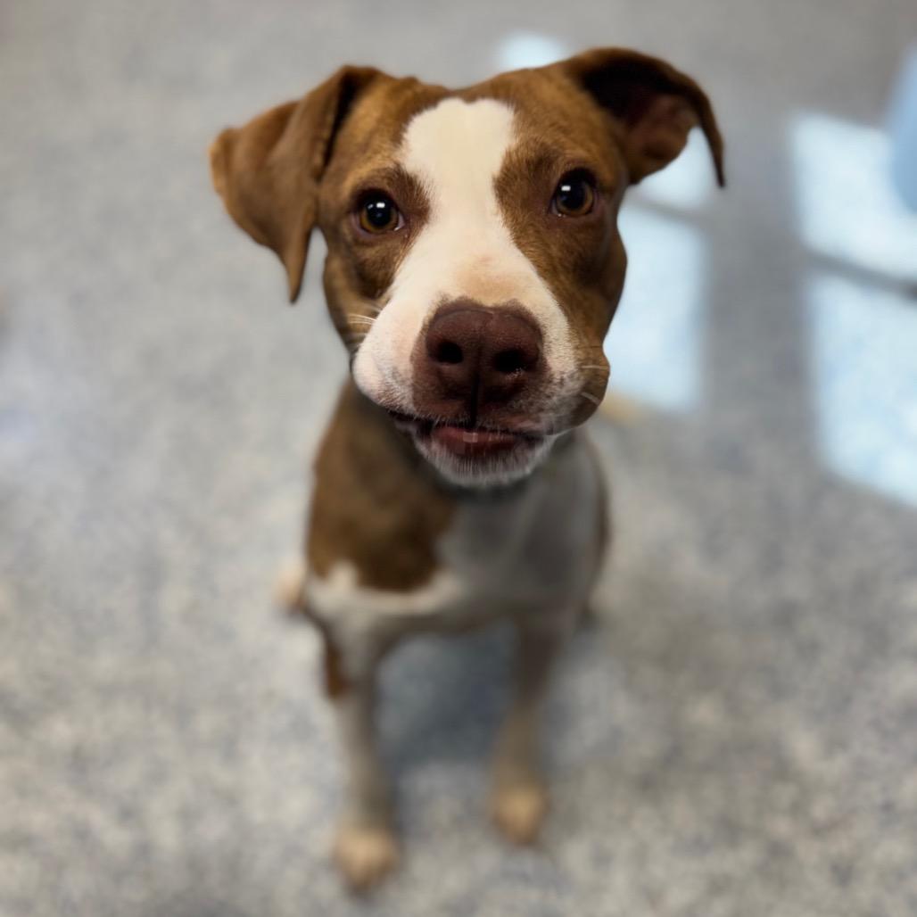 Enlarge Cannoli, a Adoptable mixed breed in Greenville, SC image 3/6