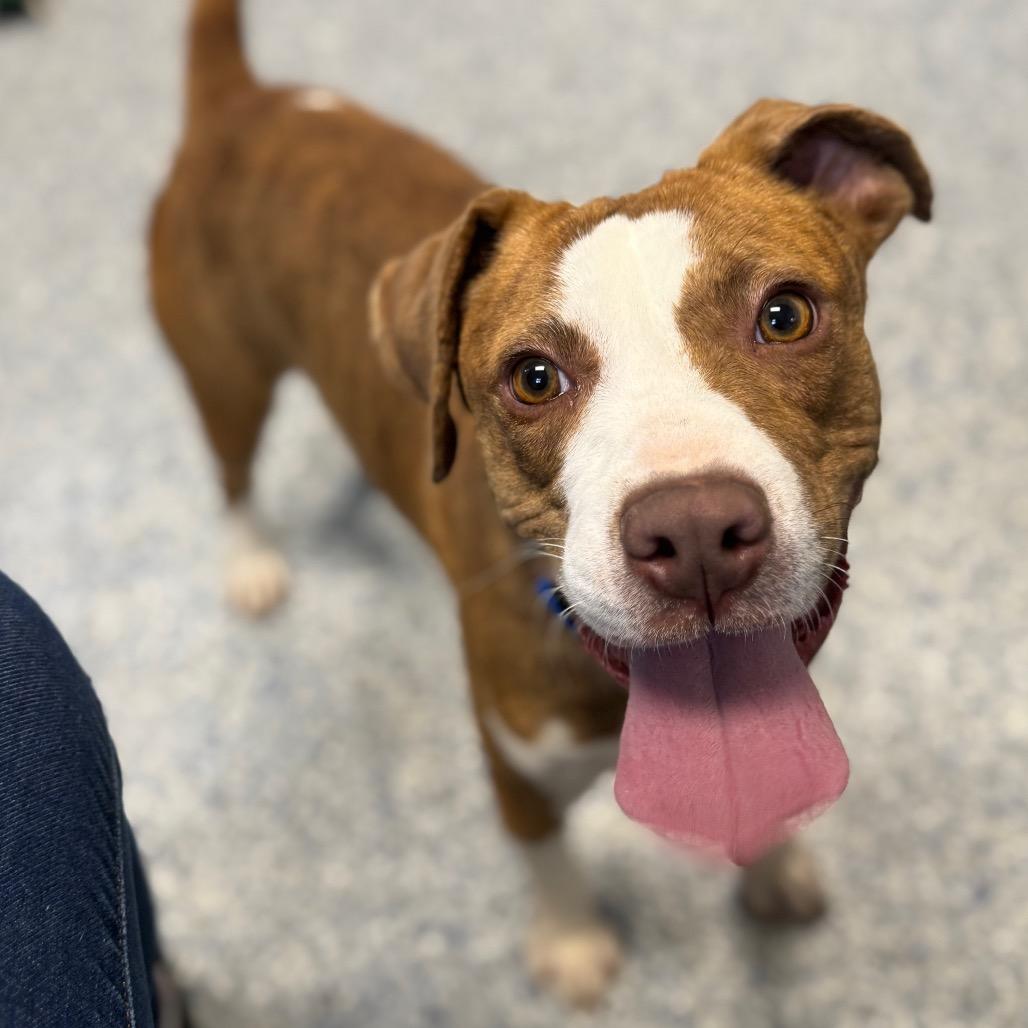 Enlarge Cannoli, a Adoptable mixed breed in Greenville, SC image 4/6
