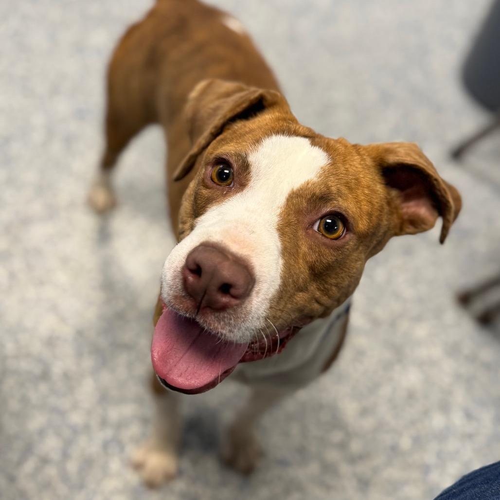 Enlarge Cannoli, a Adoptable mixed breed in Greenville, SC image 5/6