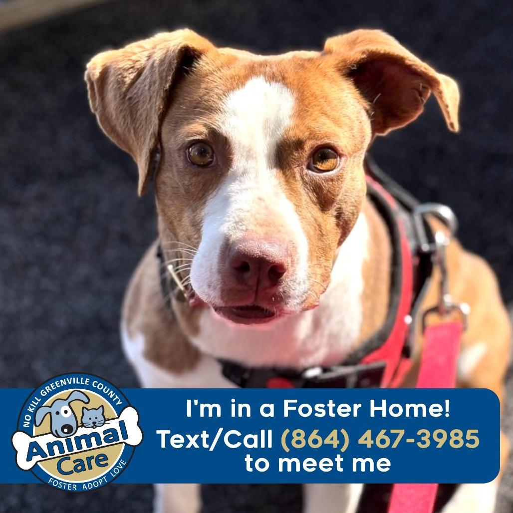 Enlarge Cannoli, a Adoptable mixed breed in Greenville, SC image 5/6