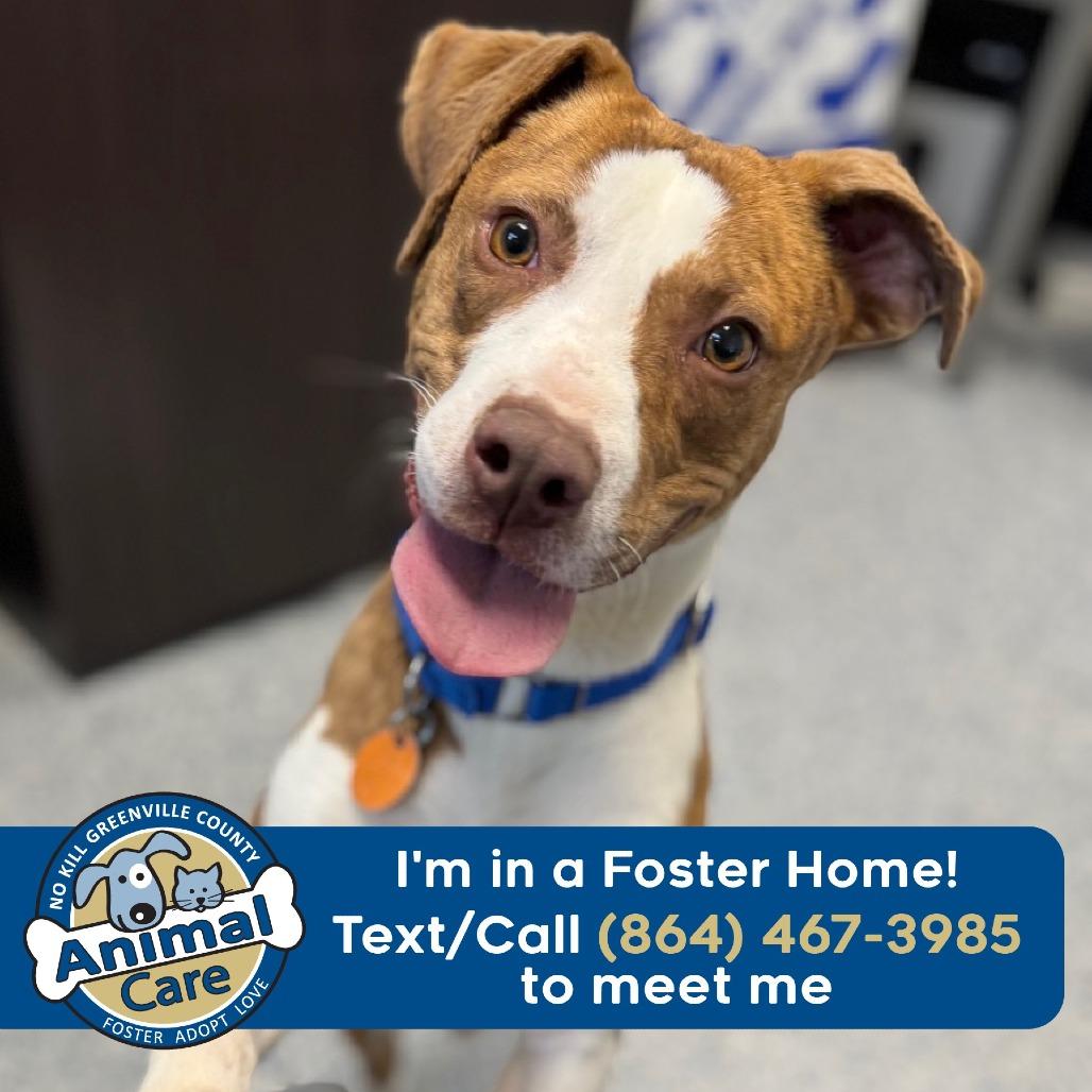 Enlarge Cannoli, a Adoptable mixed breed in Greenville, SC image 6/6
