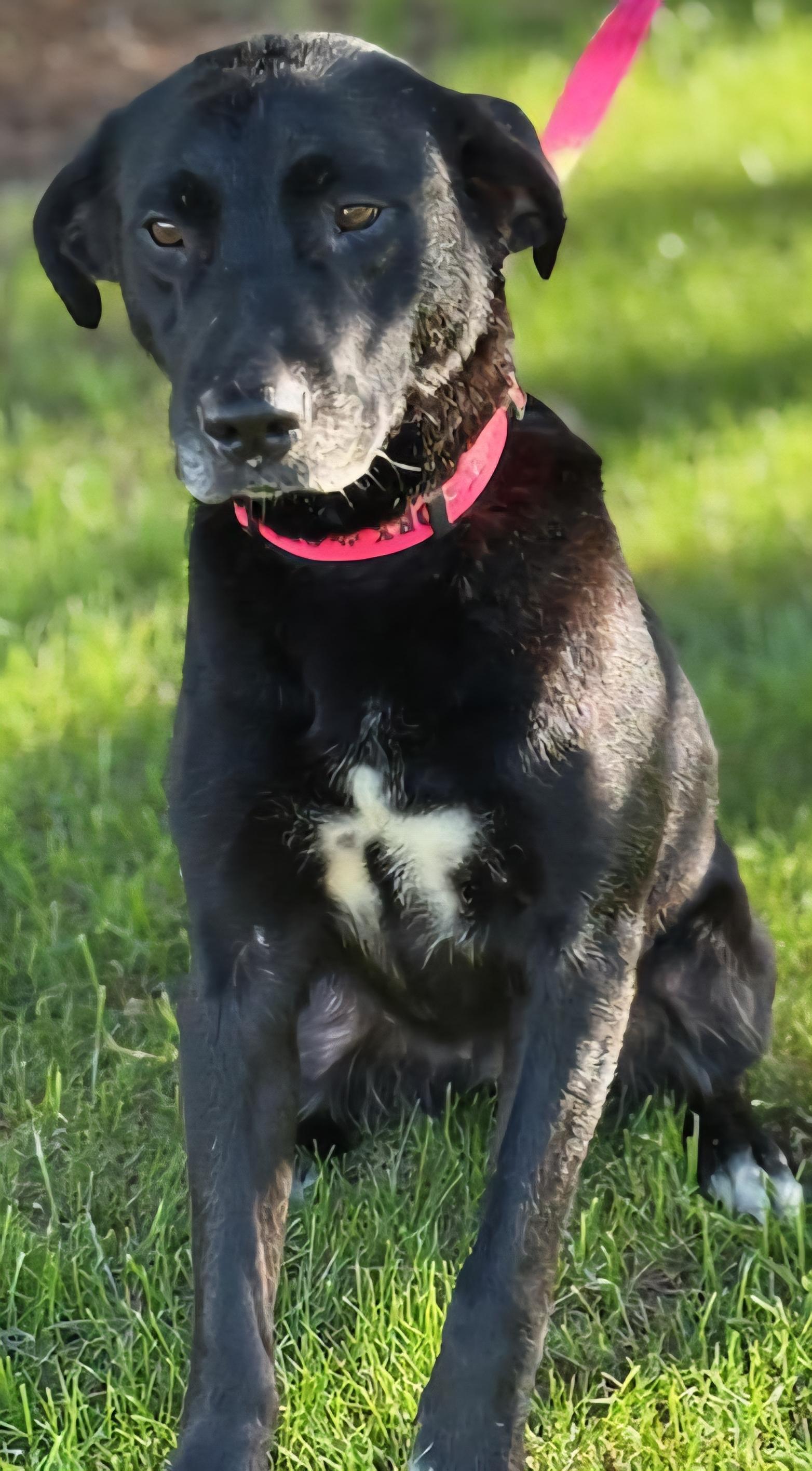 Haddie, Young Female Black Labrador Retriever