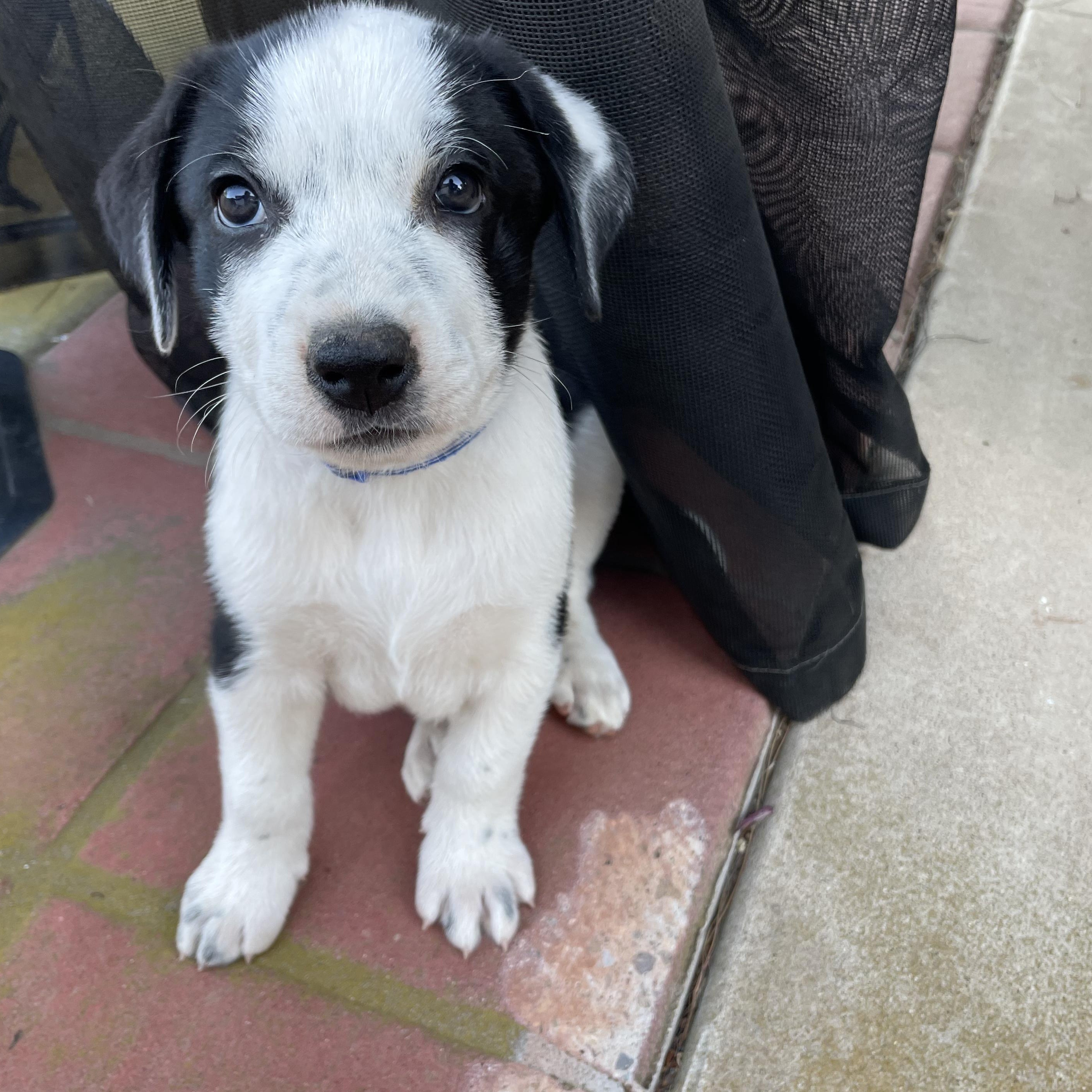Little Boy Blu, Baby Male unknown
