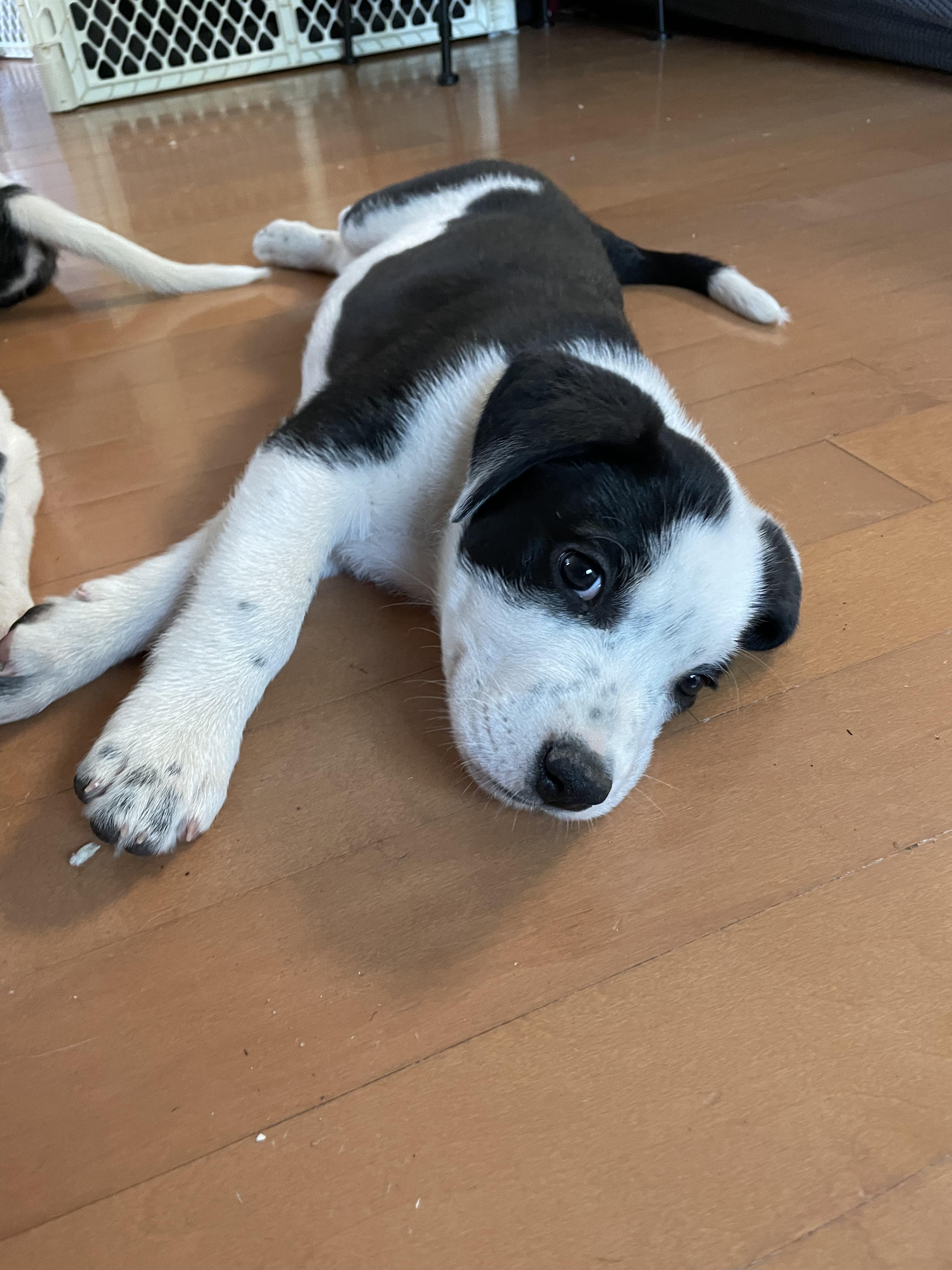 Little Boy Blu photo 2