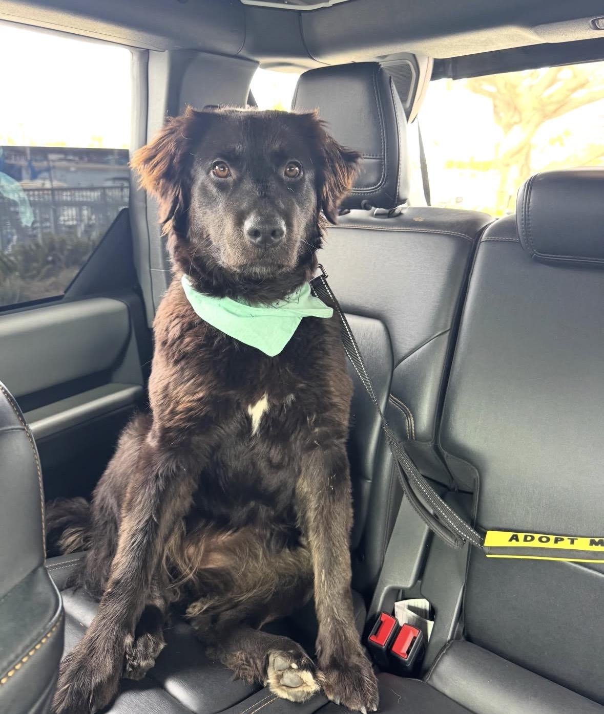Enlarge Shelby, a ADOPTABLE mixed breed in Pasadena, CA image 5/6