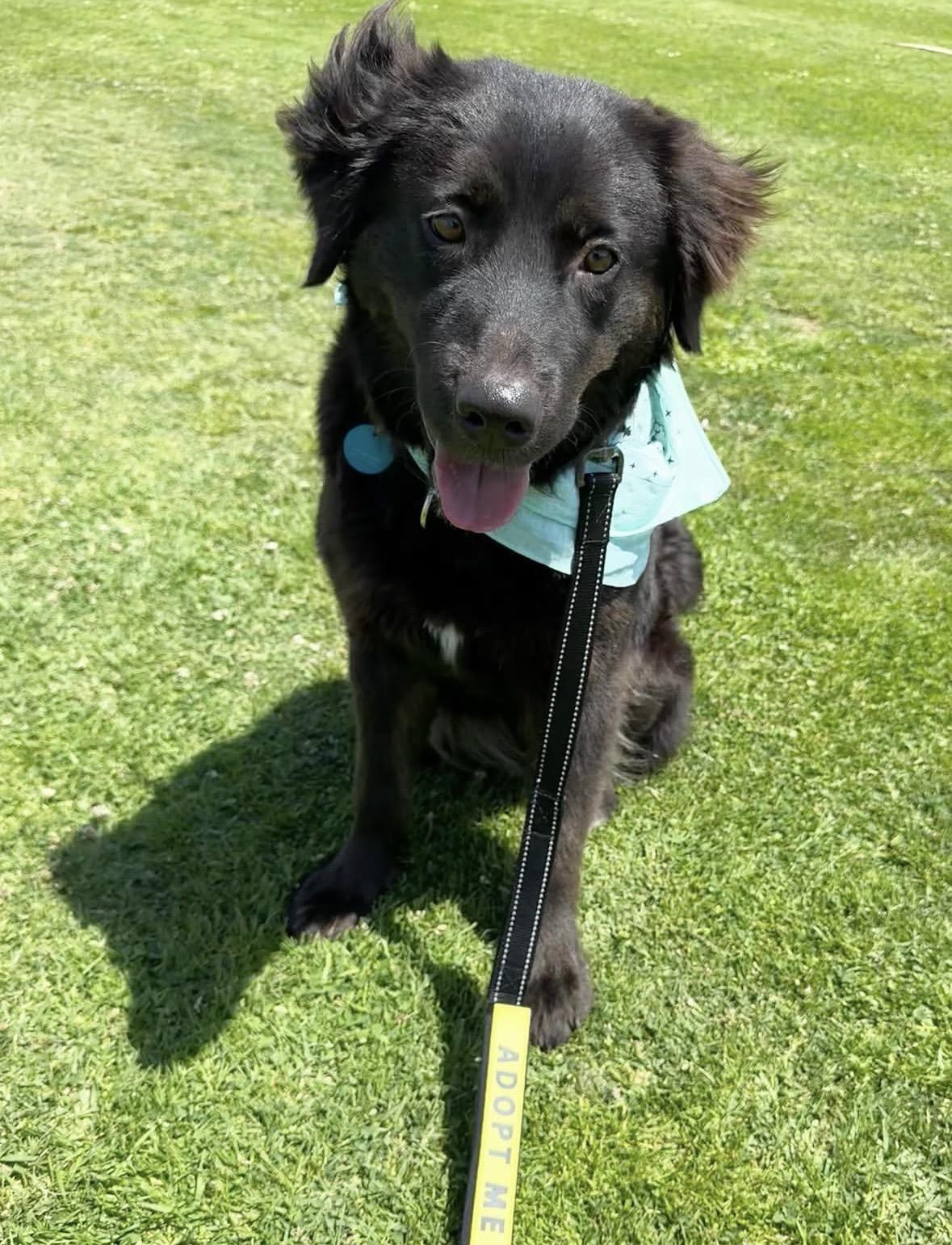 Enlarge Shelby, a ADOPTABLE mixed breed in Pasadena, CA image 1/6