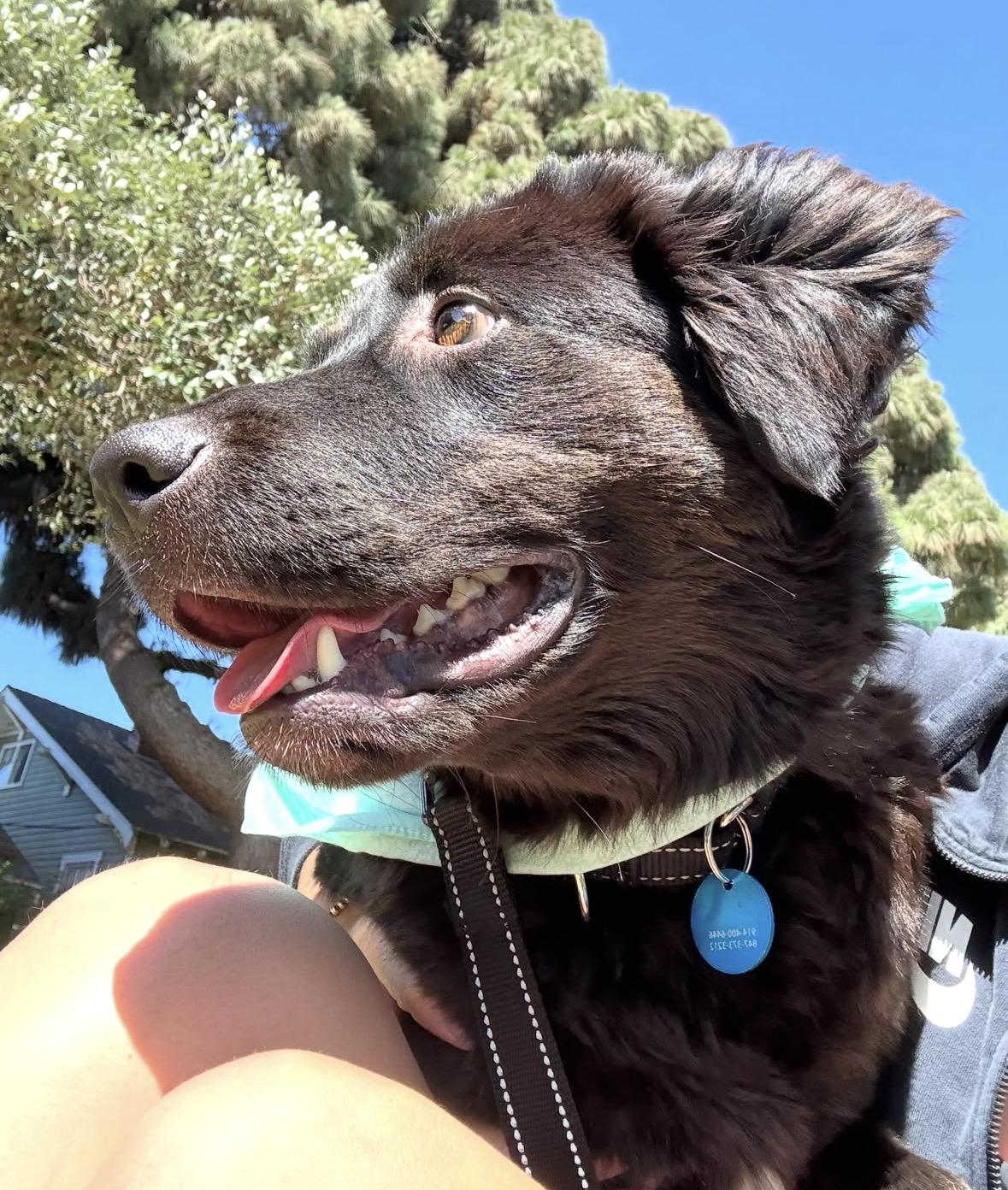 Enlarge Shelby, a ADOPTABLE mixed breed in Pasadena, CA image 6/6
