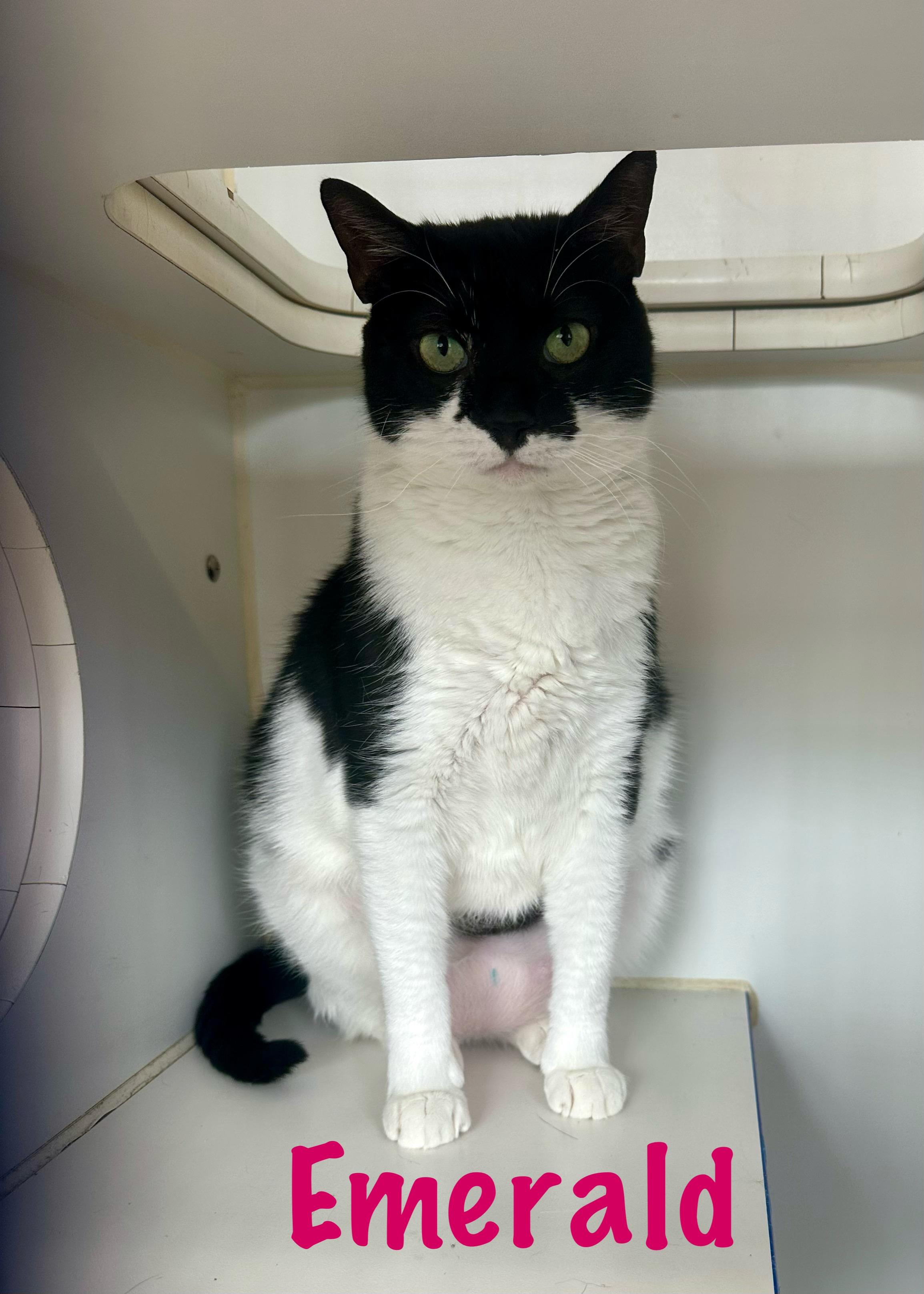 Emerald, Adoptable, Young Female Tuxedo.